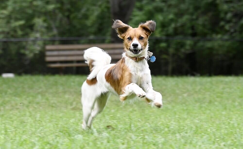 13166 Blakeslee Drive