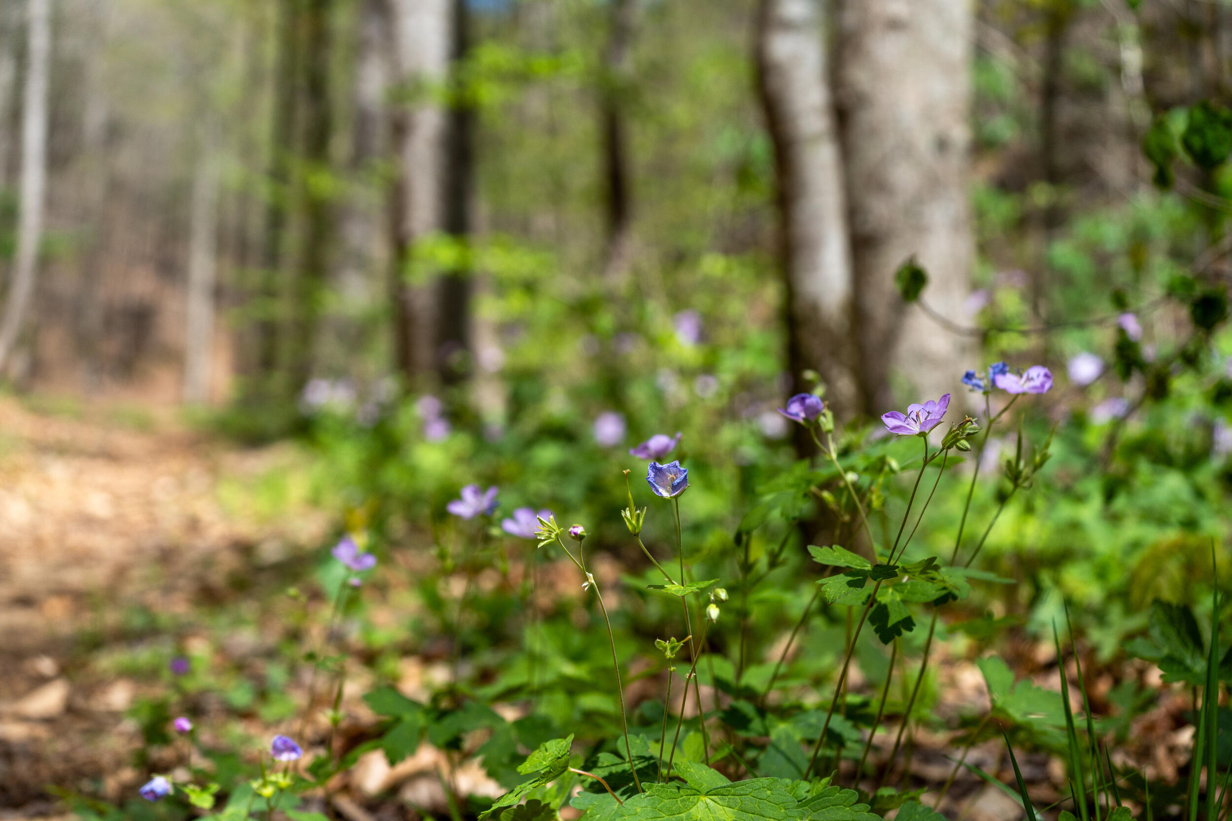 677 Kimsey Mountain Highway