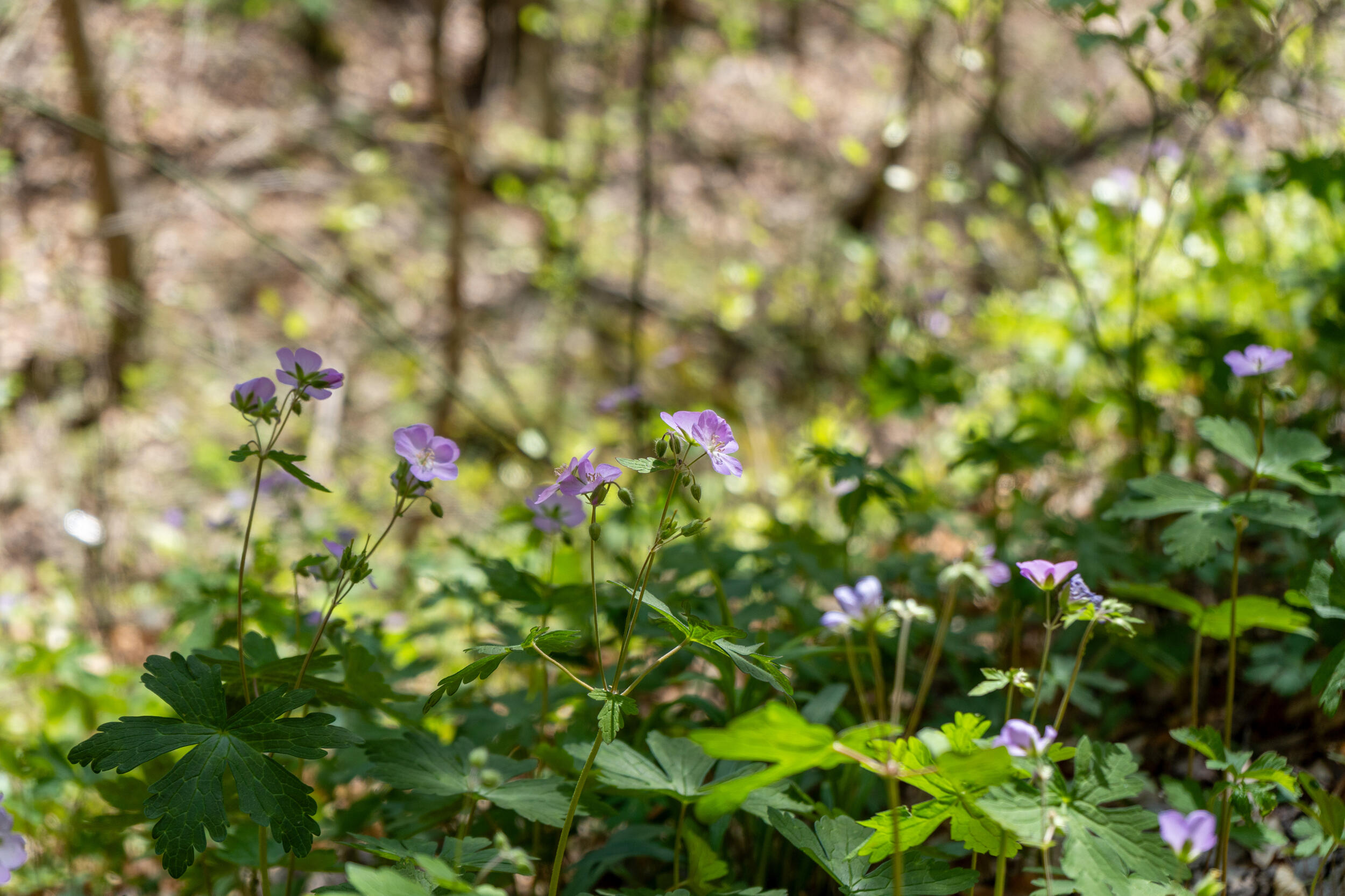 677 Kimsey Mountain Highway