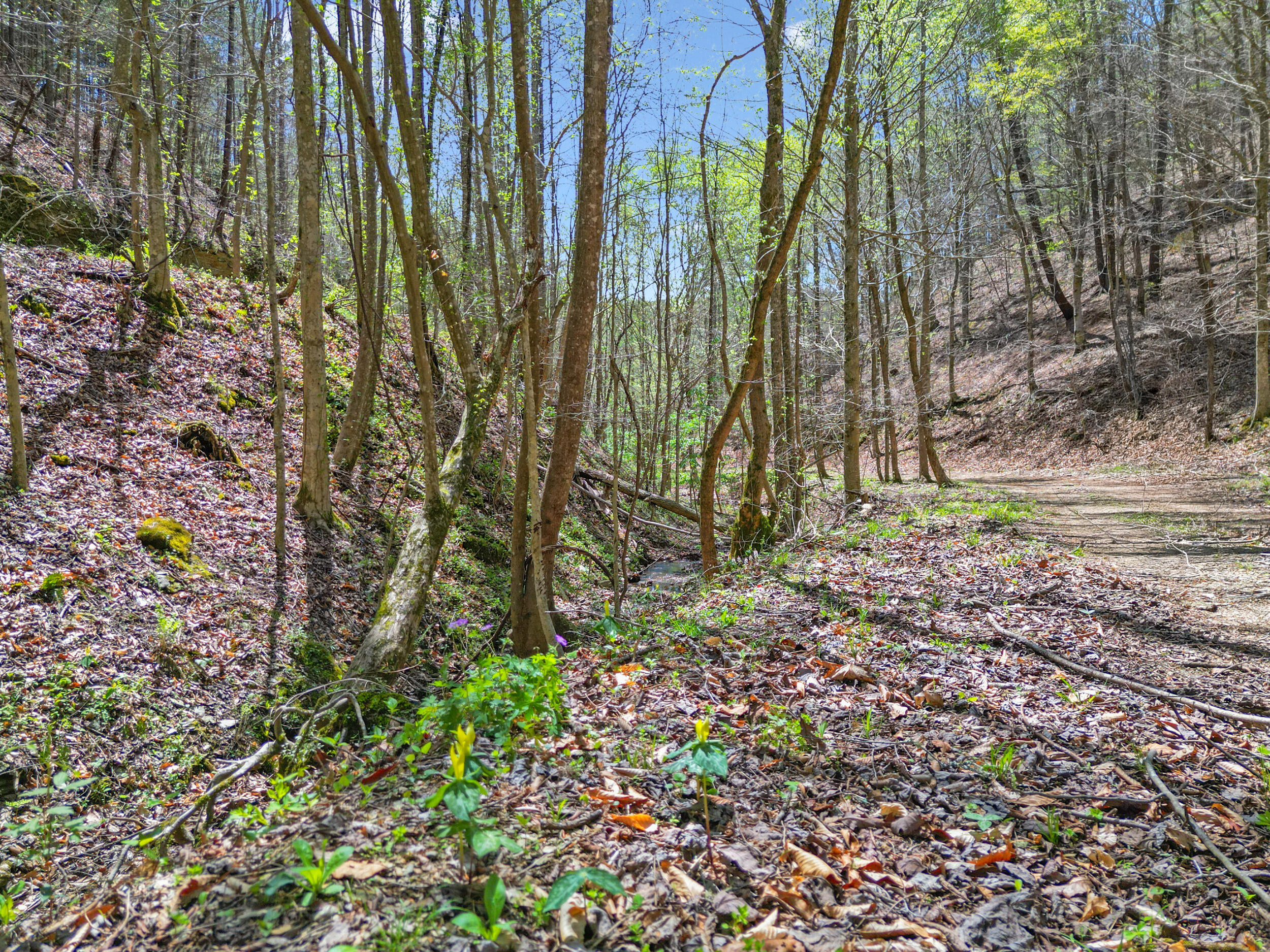 677 Kimsey Mountain Highway