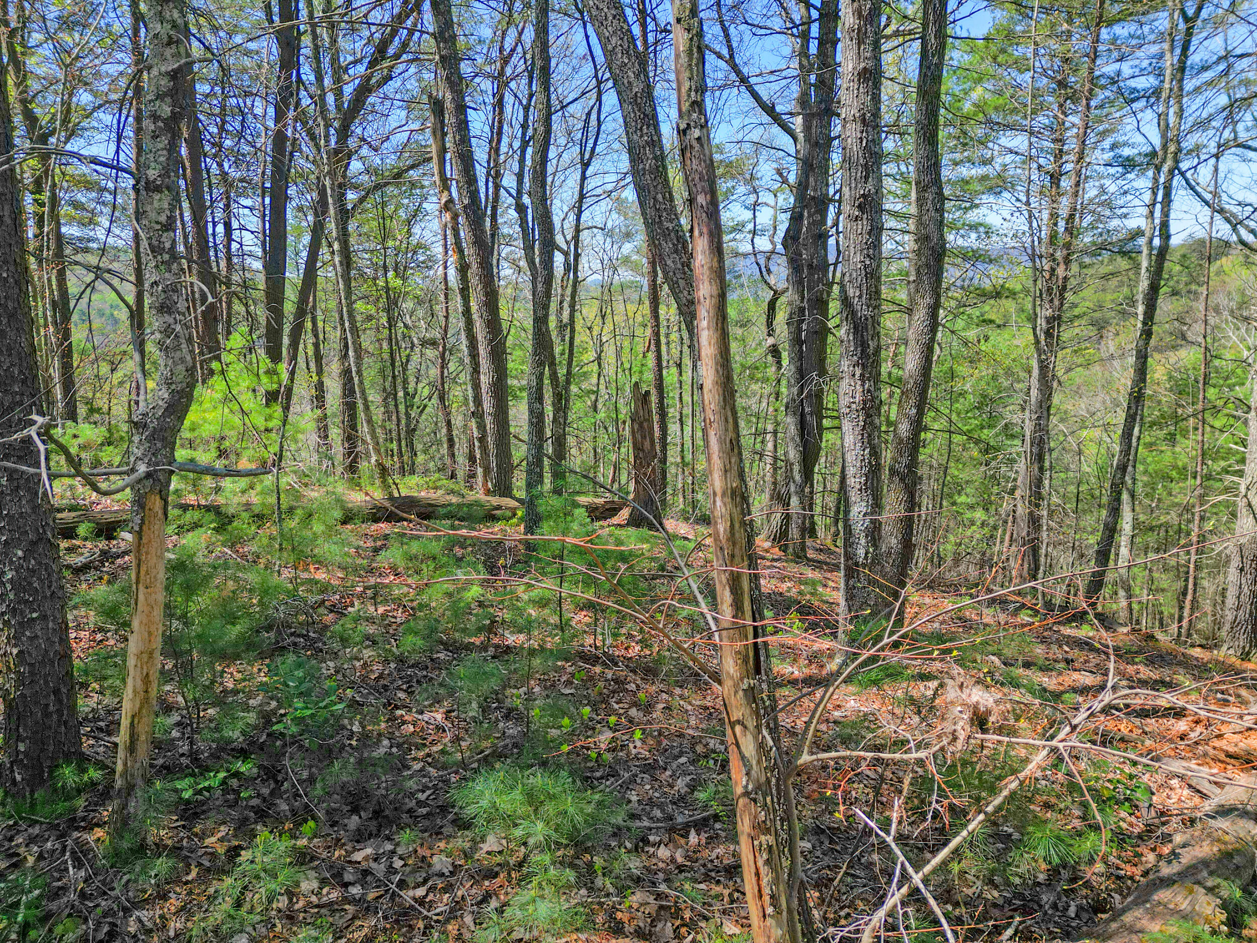 677 Kimsey Mountain Highway