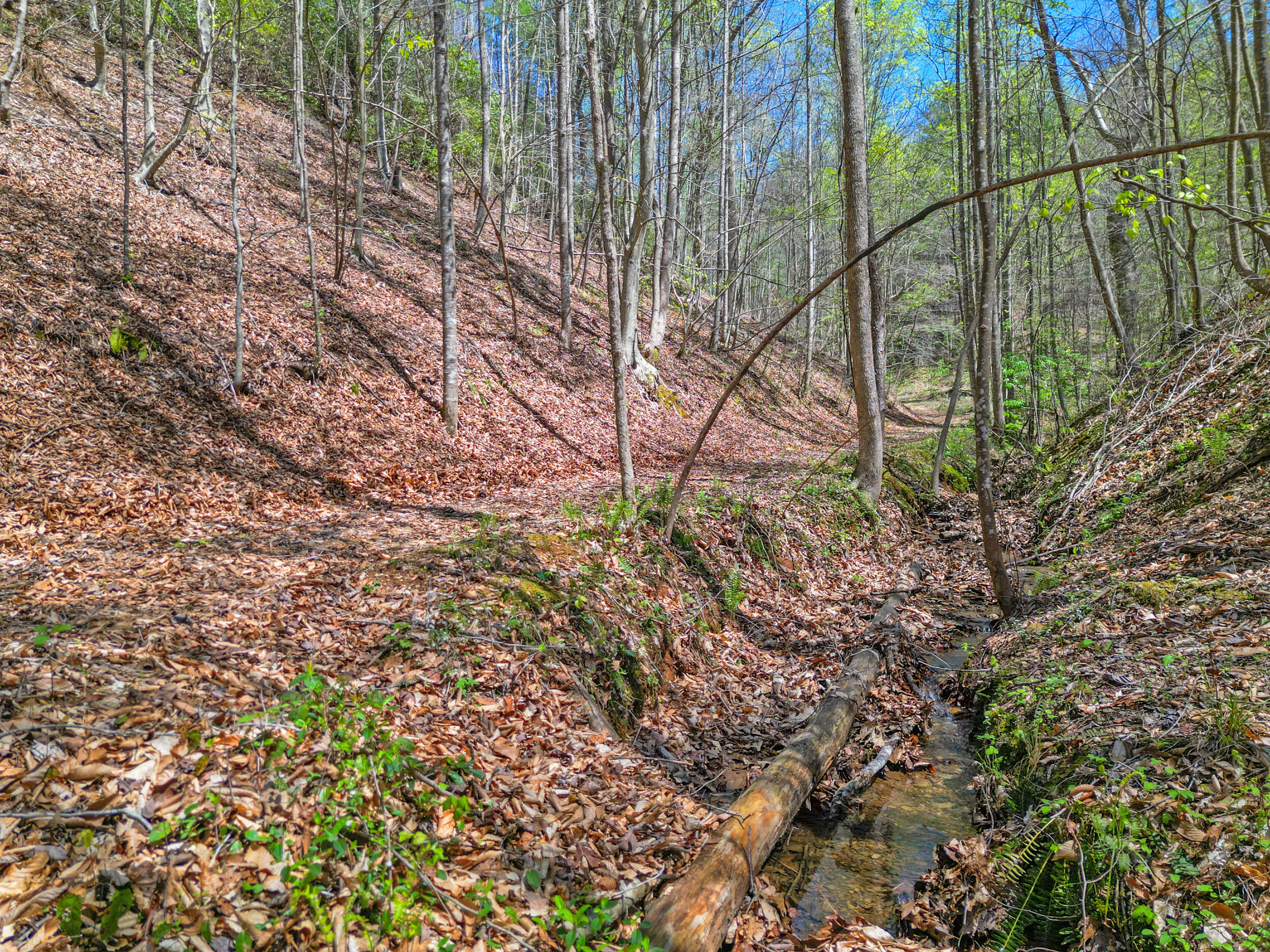 677 Kimsey Mountain Highway