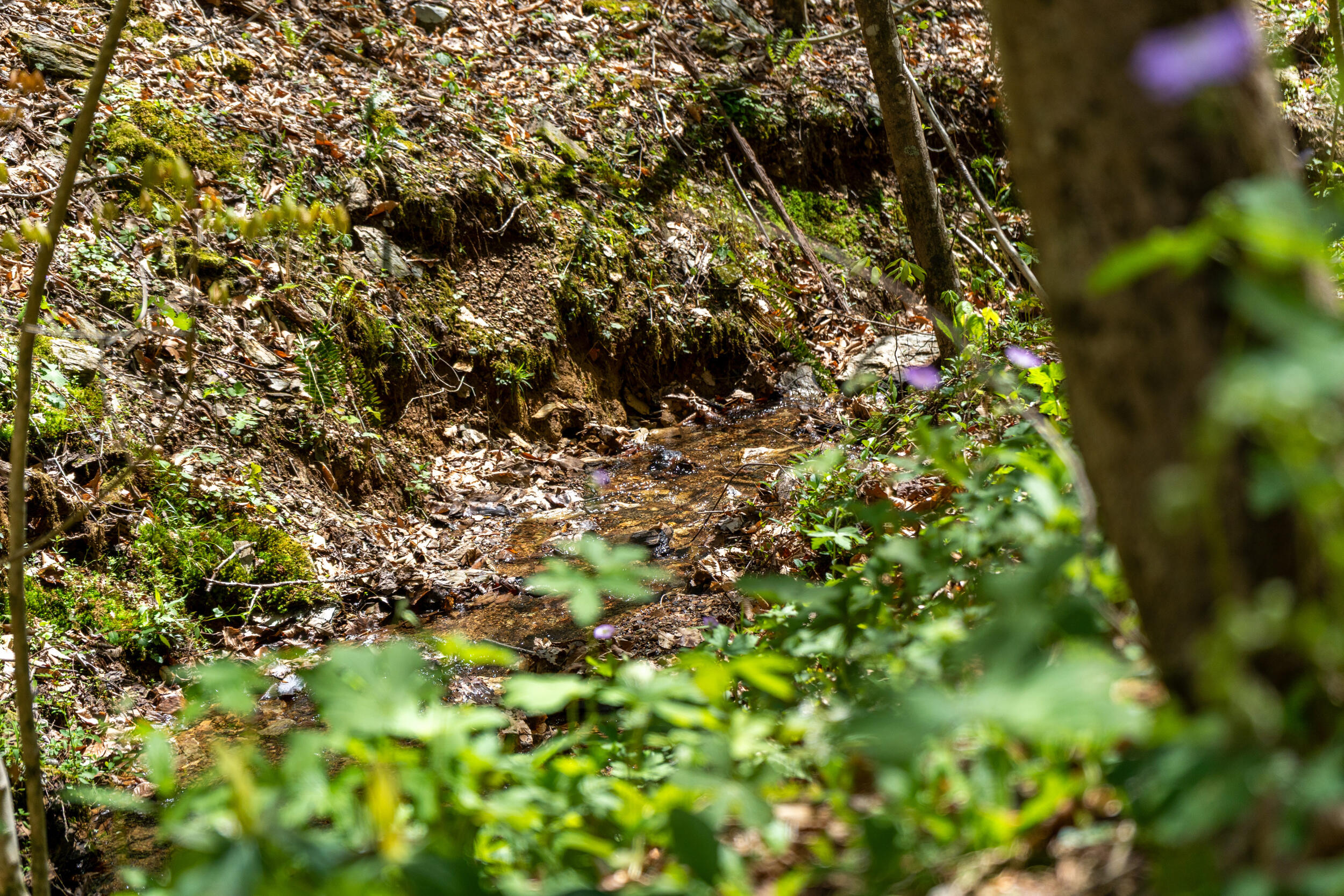 677 Kimsey Mountain Highway