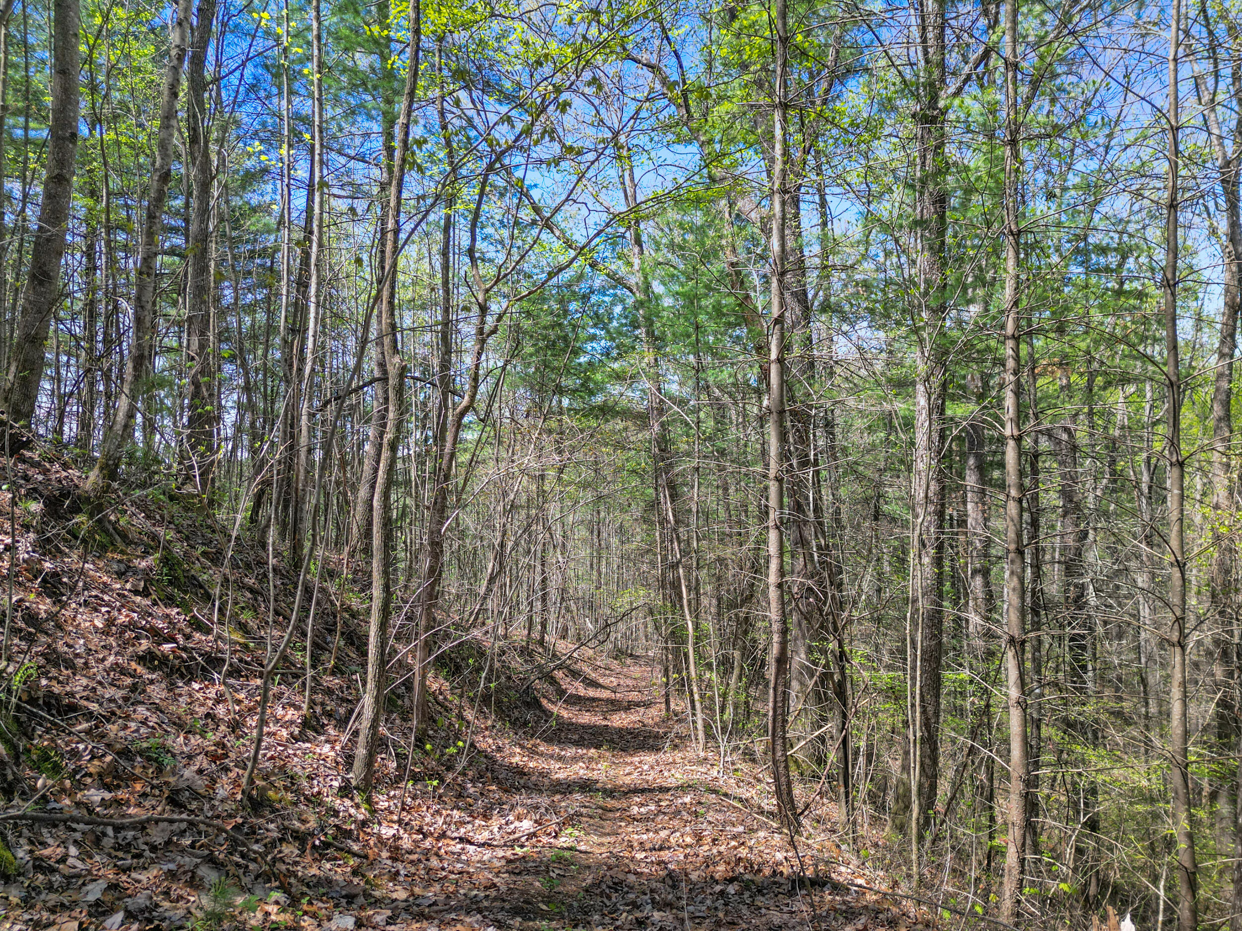 677 Kimsey Mountain Highway