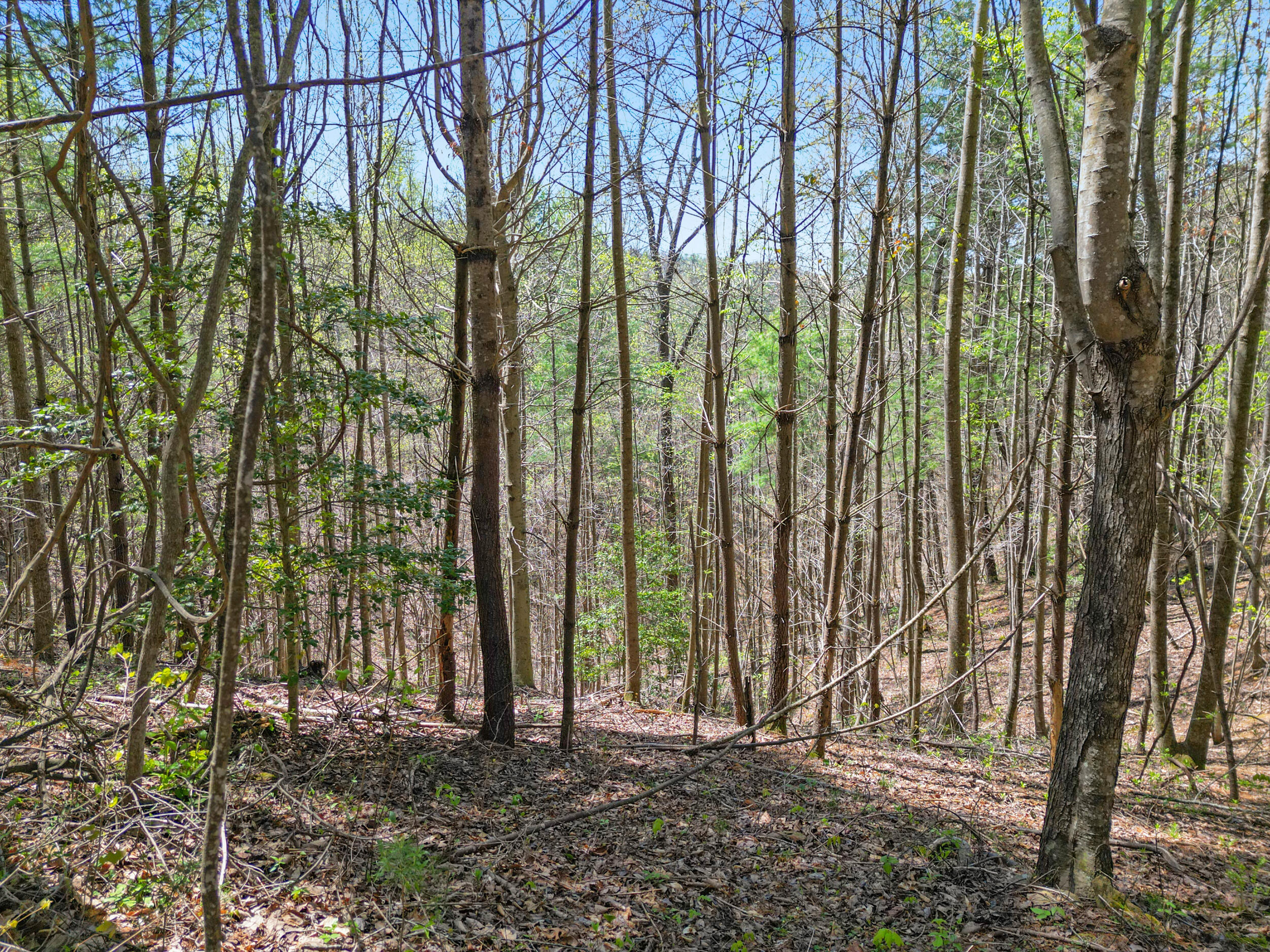 677 Kimsey Mountain Highway