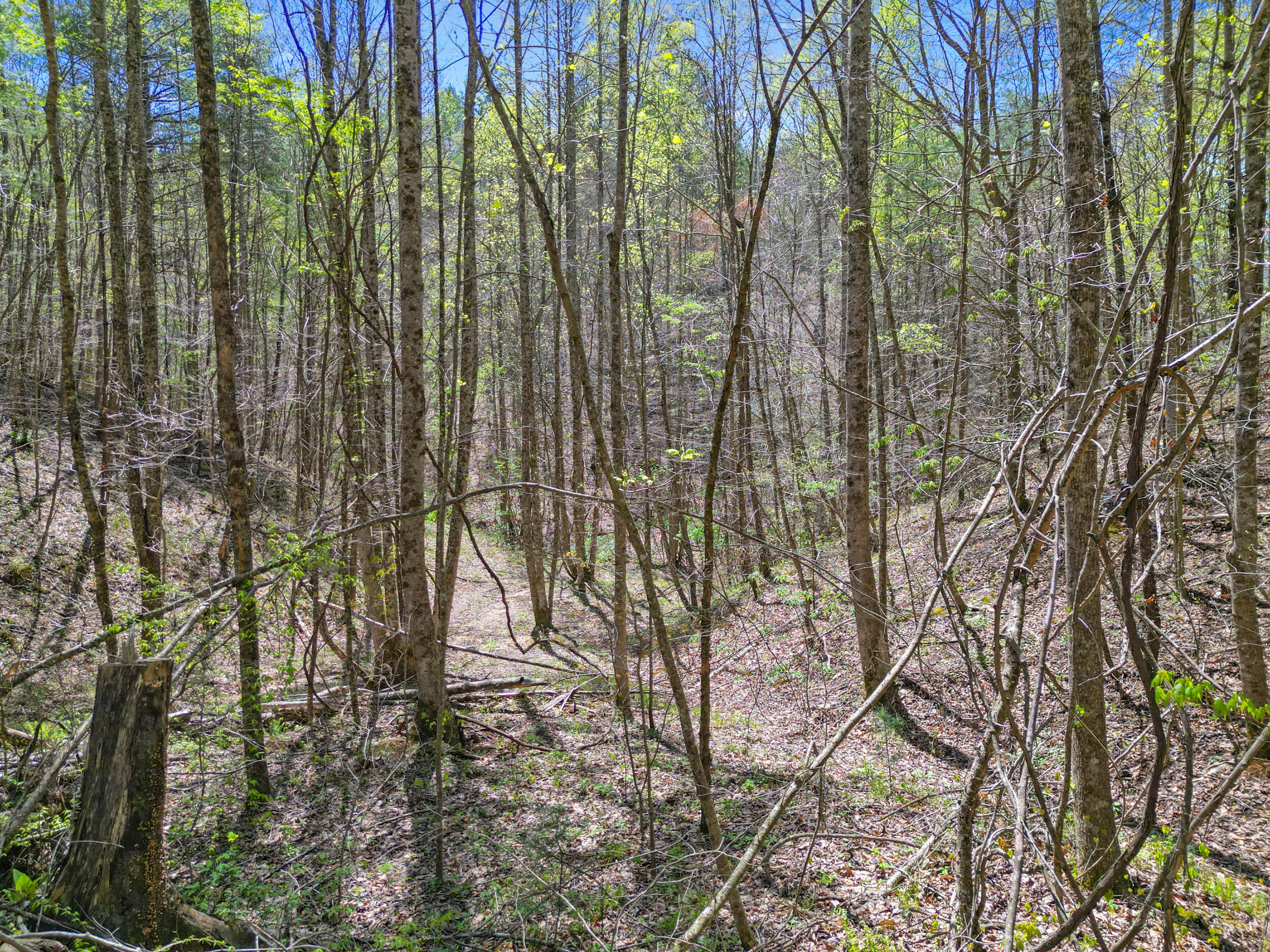 677 Kimsey Mountain Highway