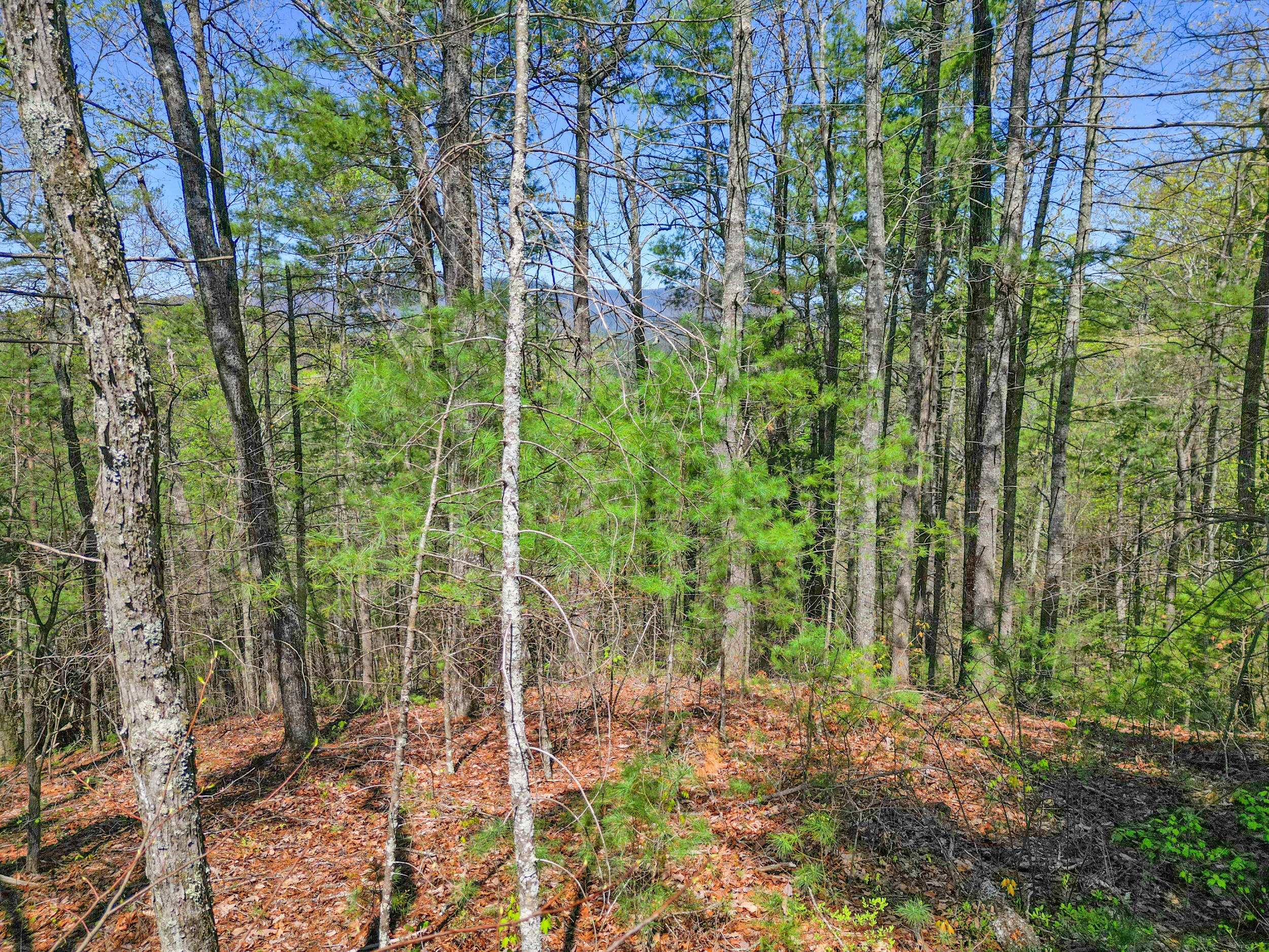 677 Kimsey Mountain Highway