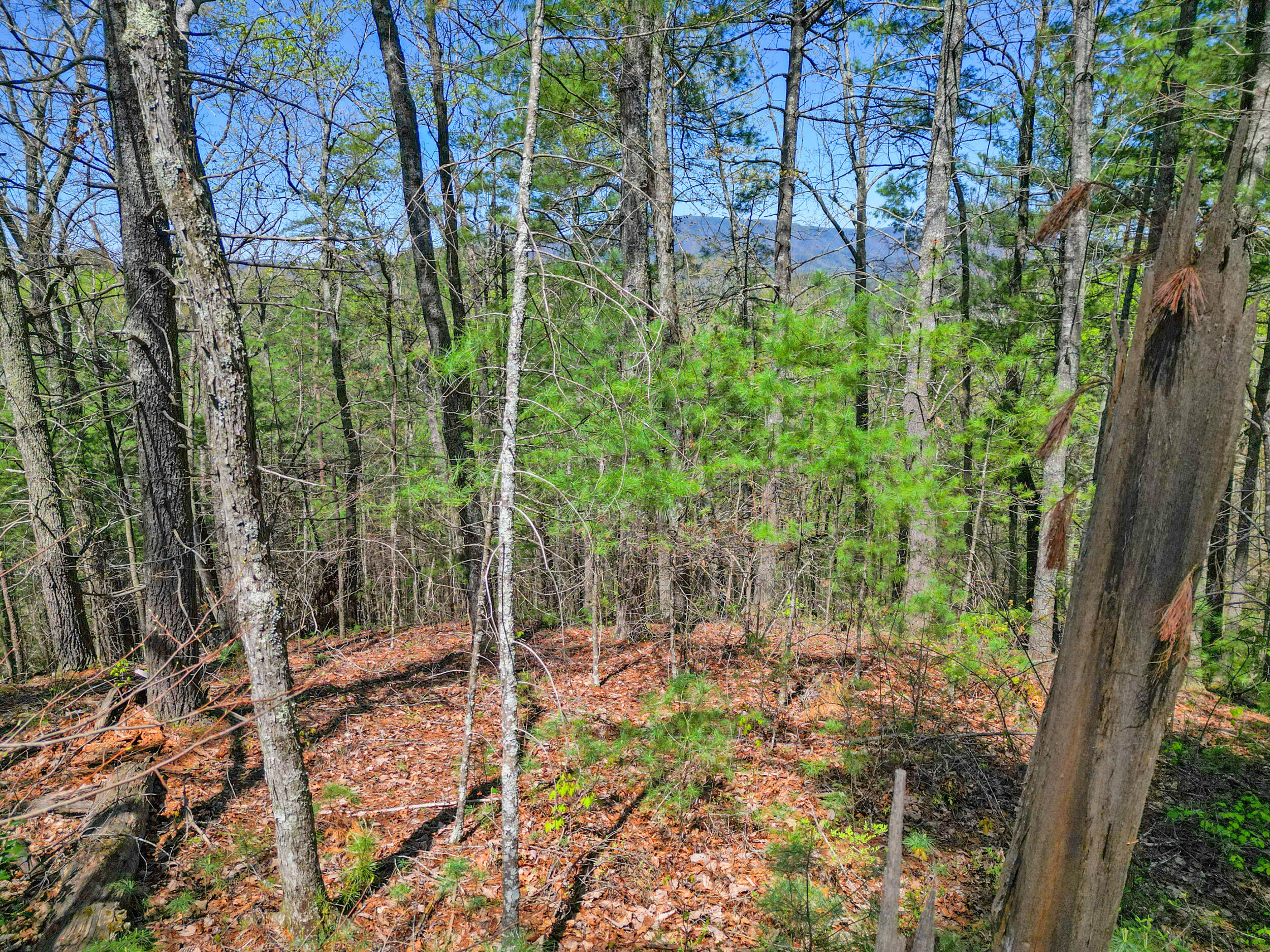 677 Kimsey Mountain Highway