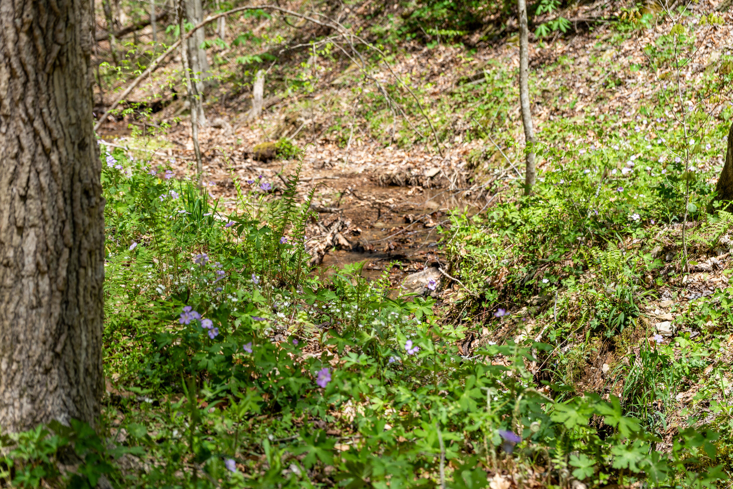 677 Kimsey Mountain Highway