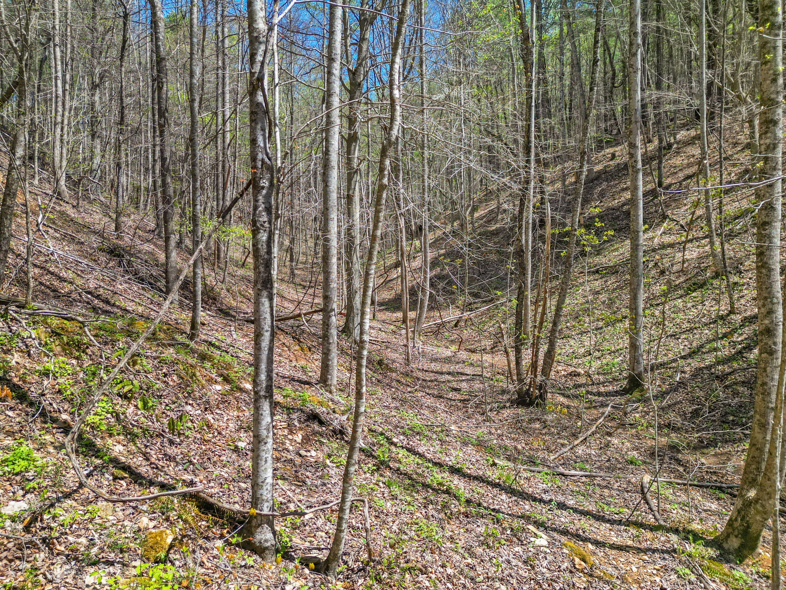 677 Kimsey Mountain Highway