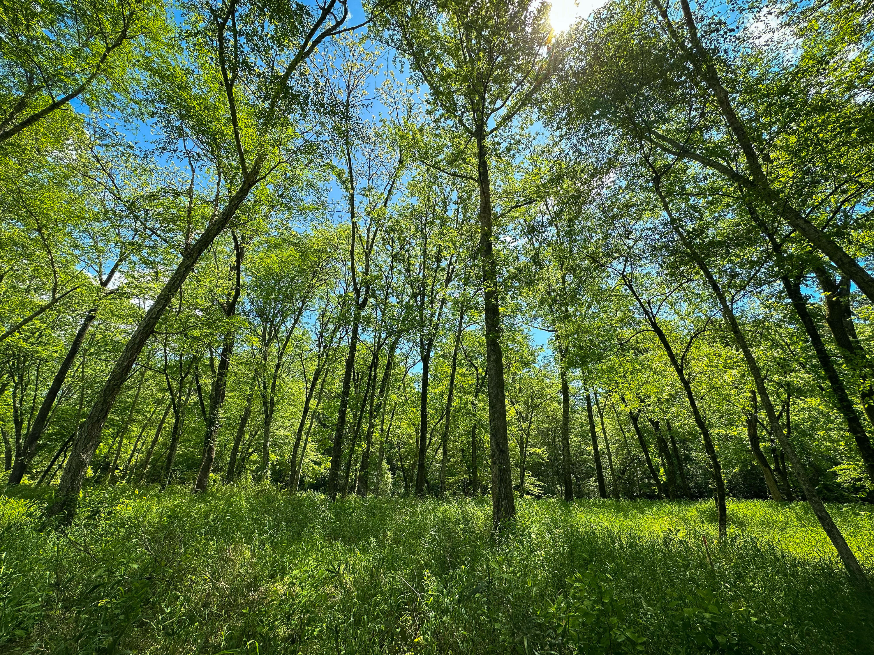 0 Dry Branch Way