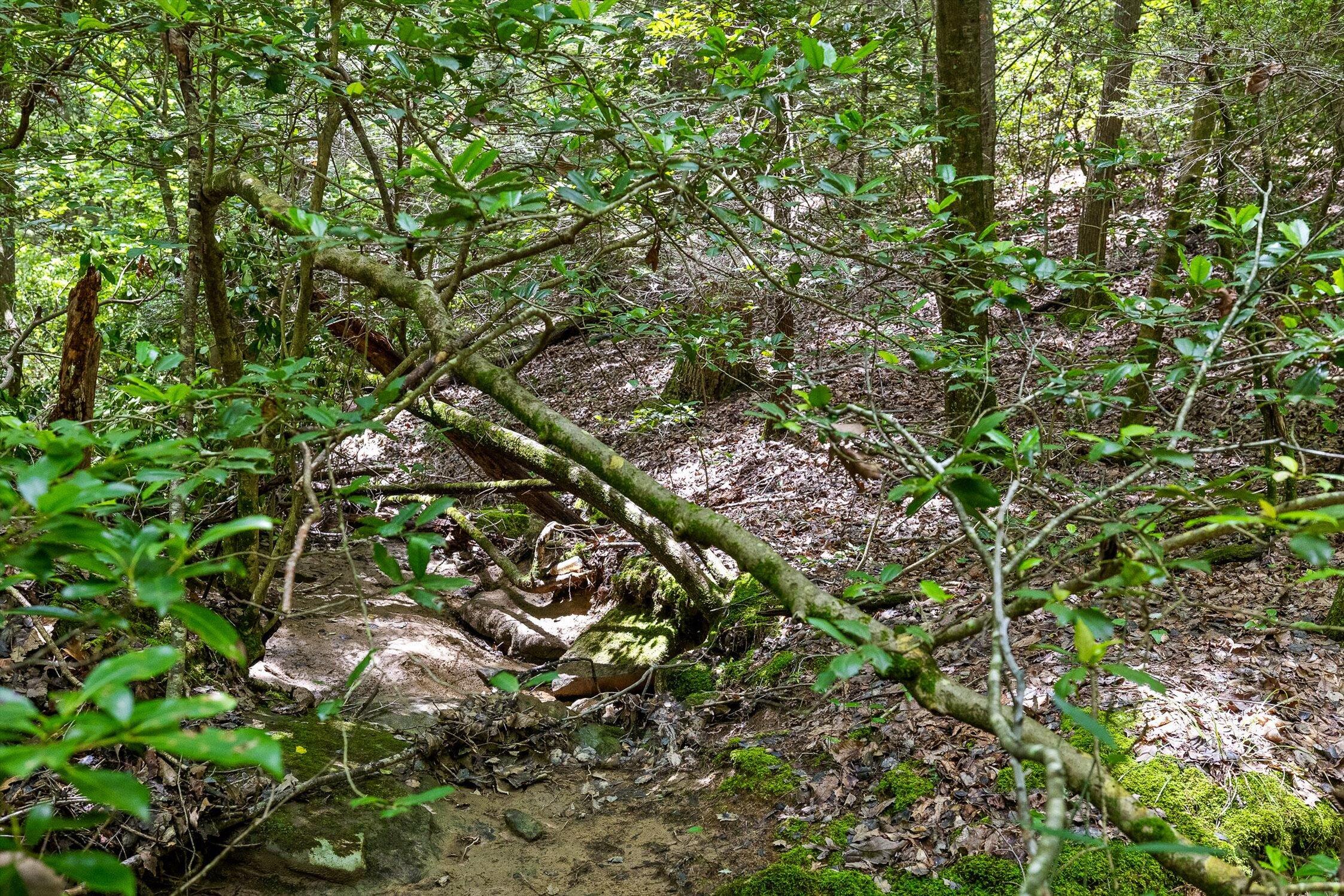 0 Maple Leaf Trail, Lot 5