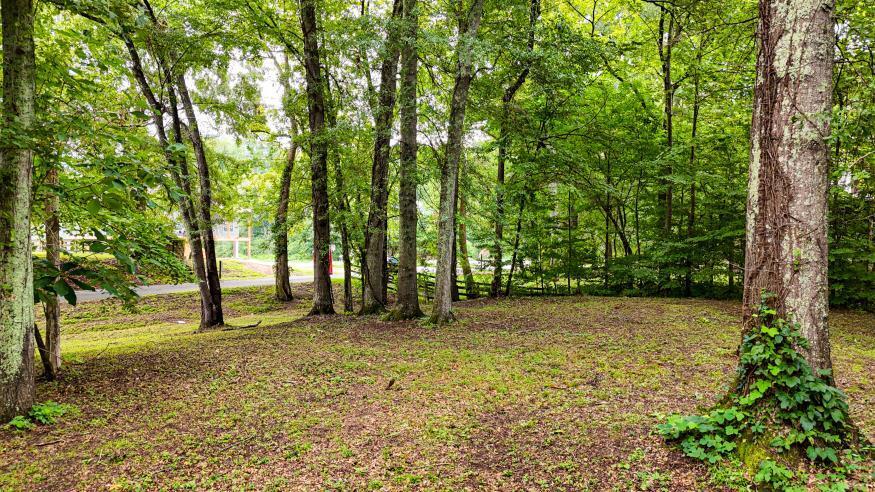 160 Tree Frog Lane