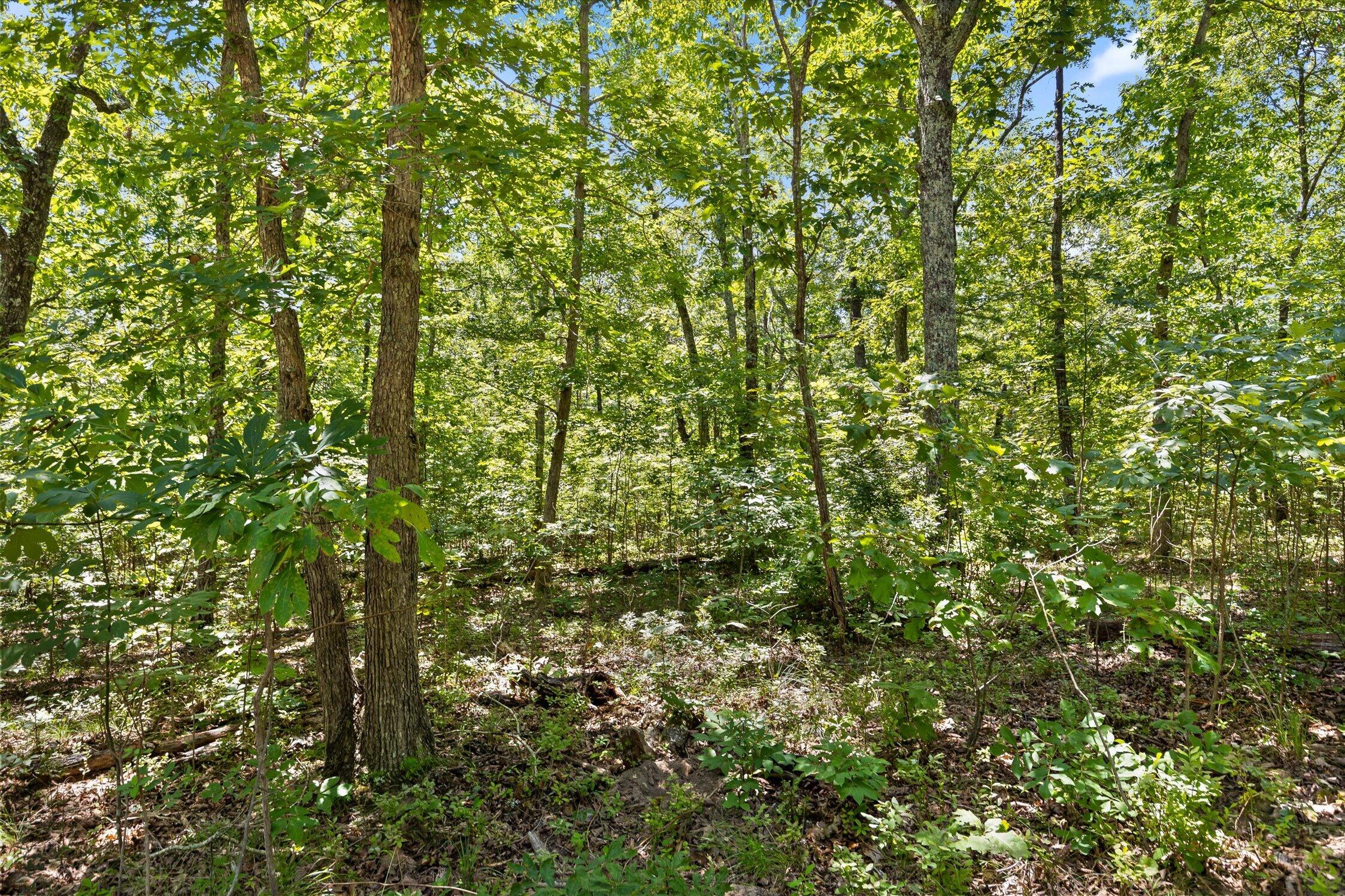 1537 Vulcan Road, 17