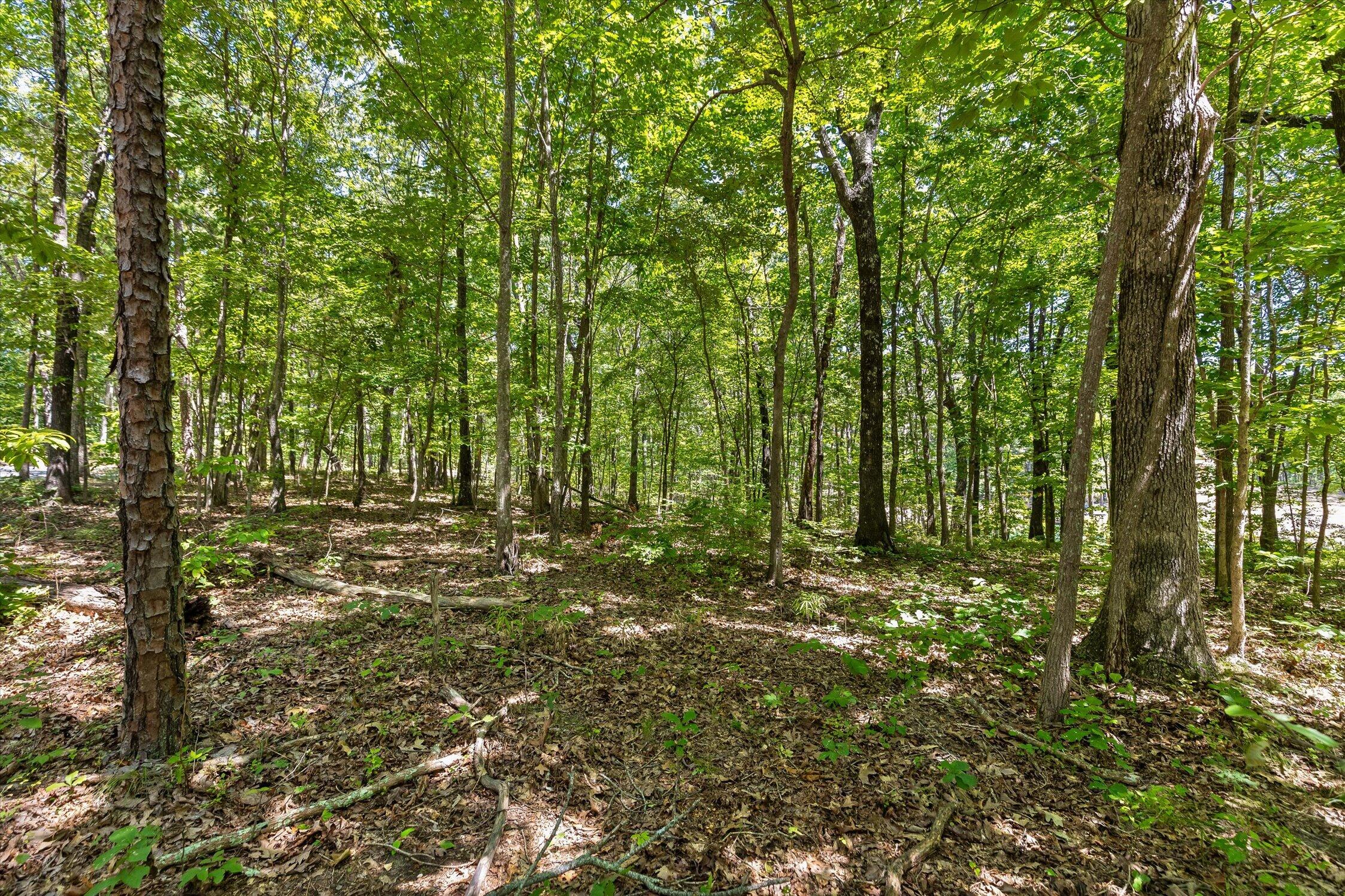 1537 Vulcan Road, 41