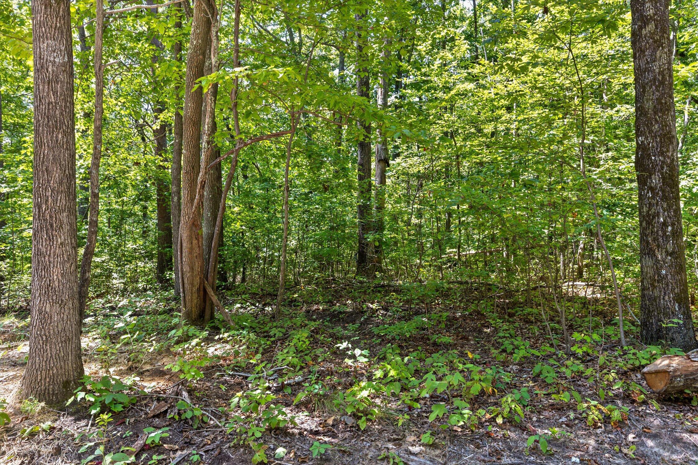 1537 Vulcan Road, 32