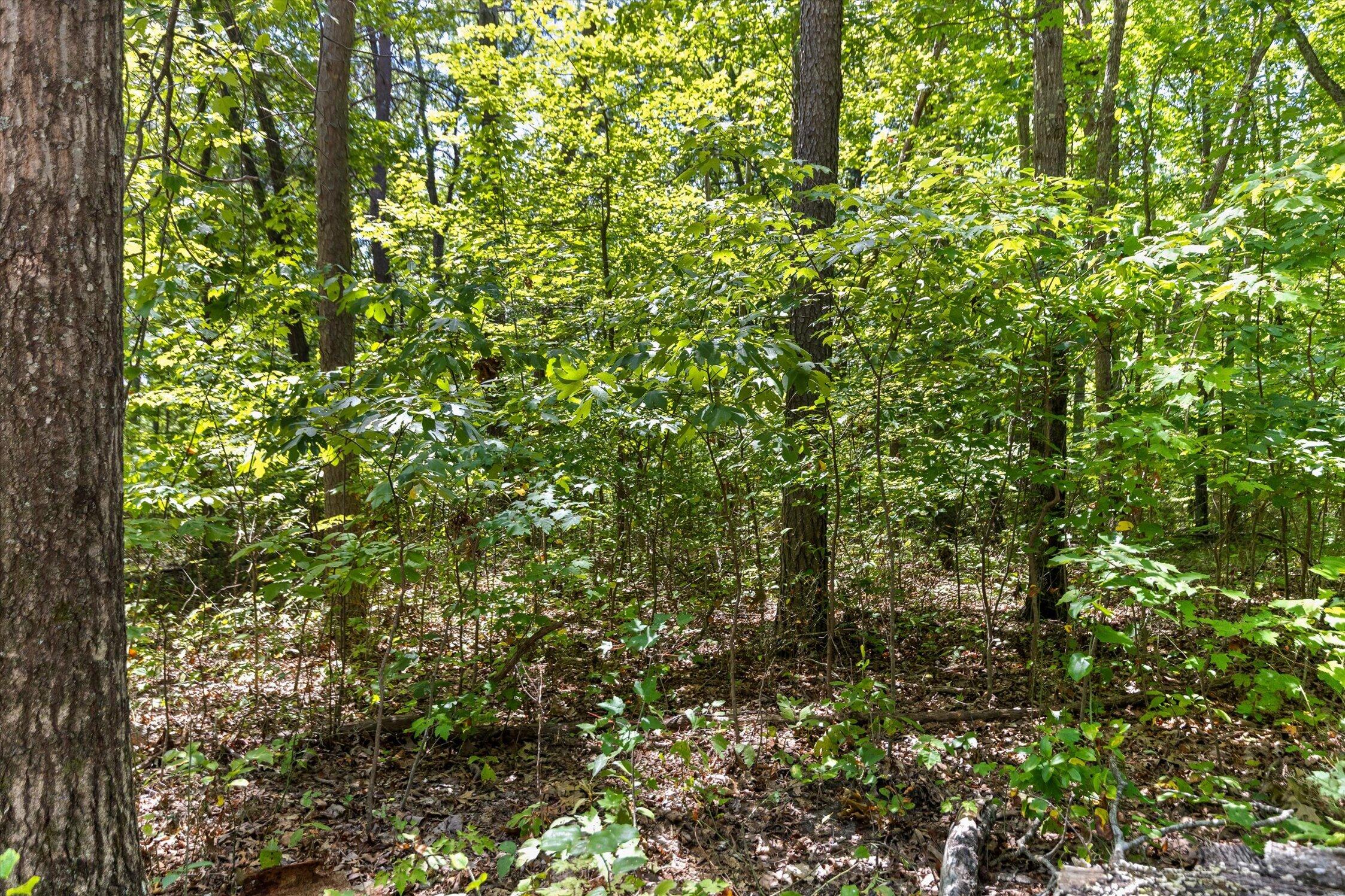 1537 Vulcan Road, 32