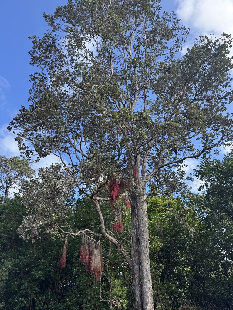75-1306 KEOPU MAUKA DR