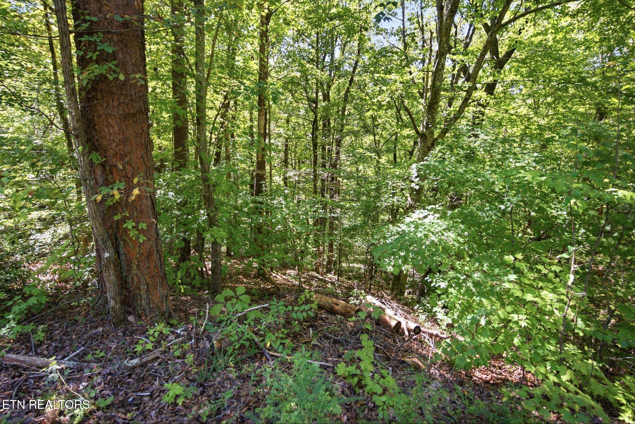 Wooded lot with dense green trees, undergrowth, and fallen branches.