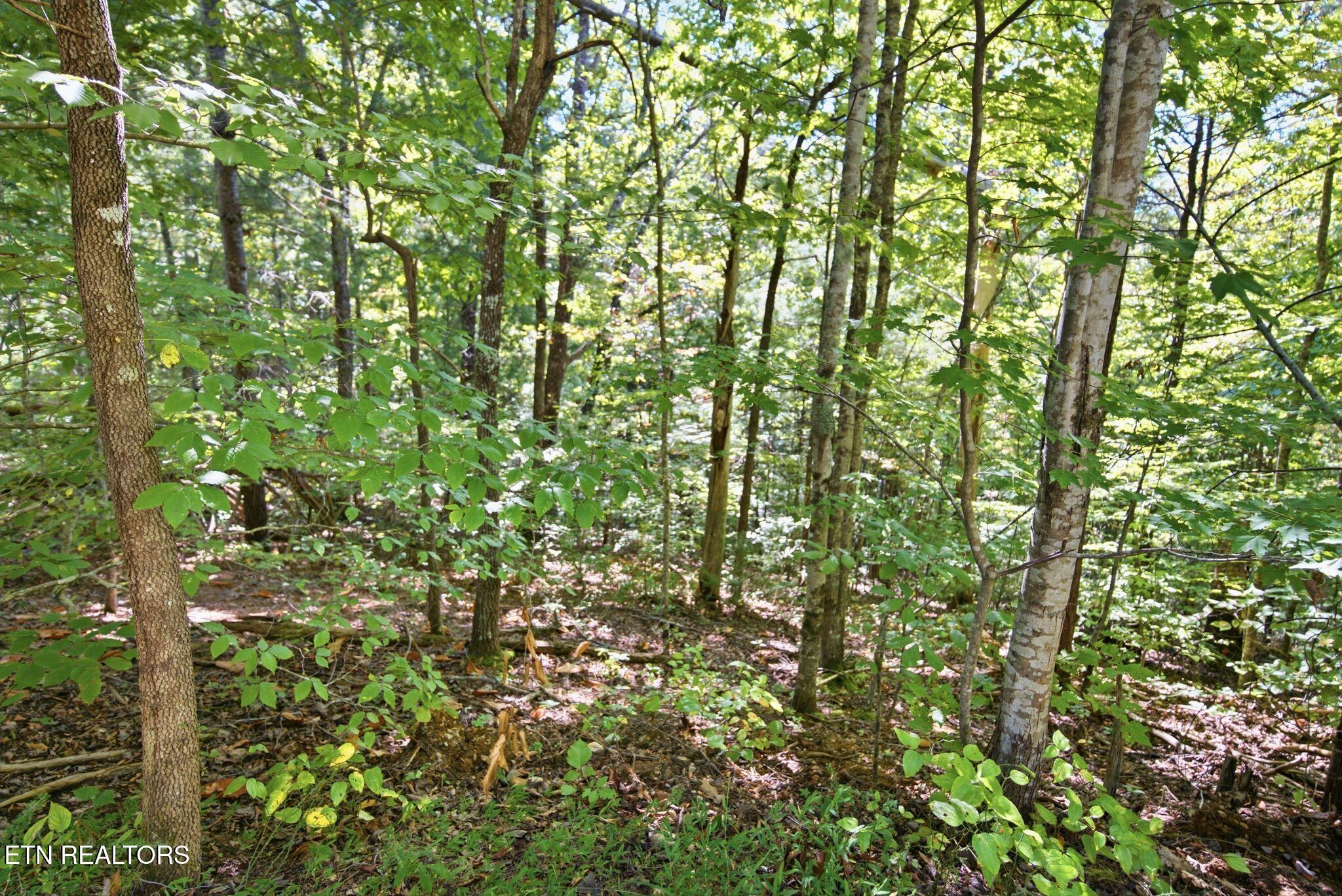 Wooded property lot with dense green undergrowth and sunlight filtering through mature trees.
