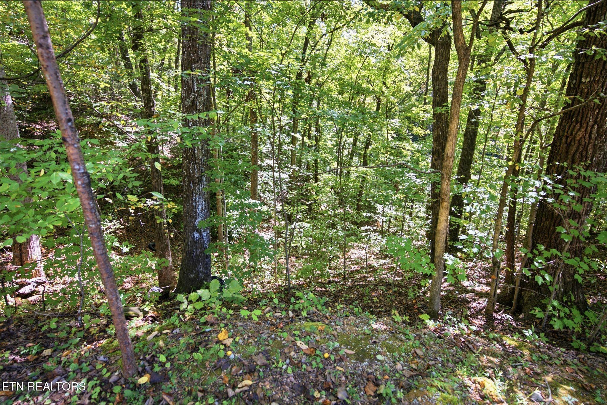 Wooded property lot with mature trees, dense green undergrowth, and rocky ground.