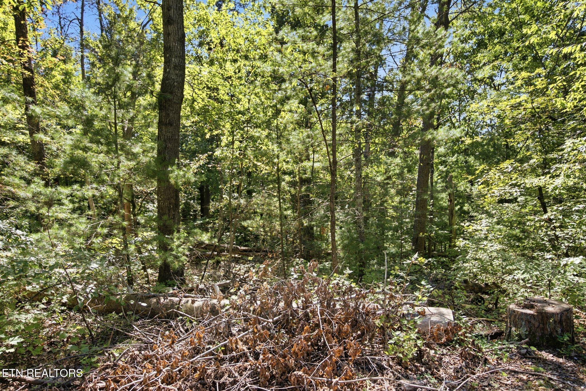Wooded lot with mature trees, fallen branches, and cut stumps.