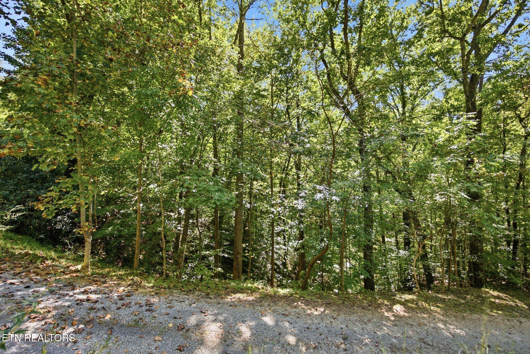 Wooded property with mature trees bordering a gravel drive.