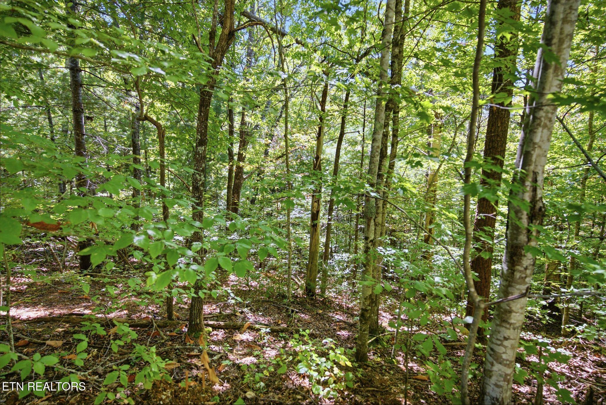 Wooded land with mature trees and dense green undergrowth.
