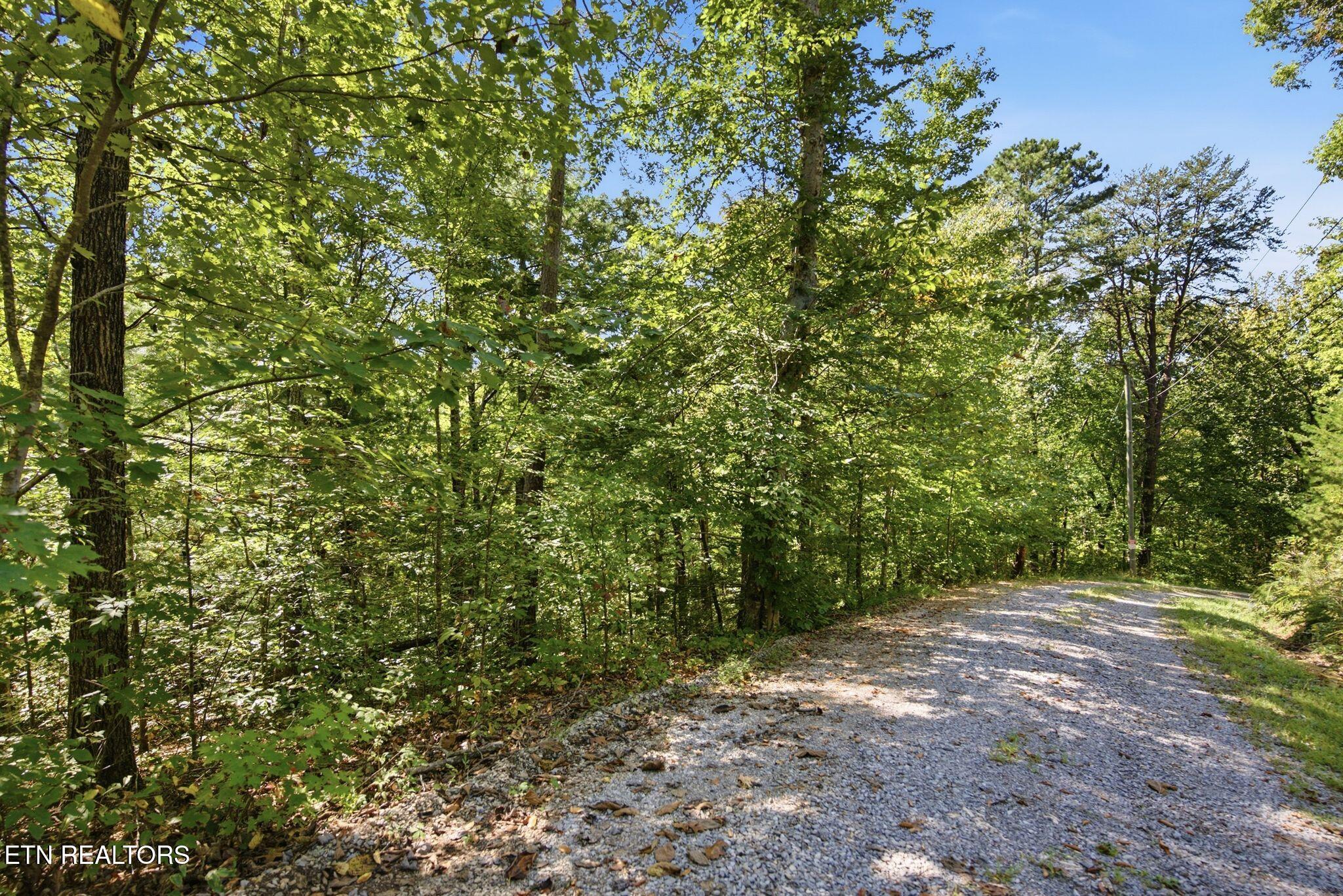 Gravel driveway curving through dense summer woods with mature trees.