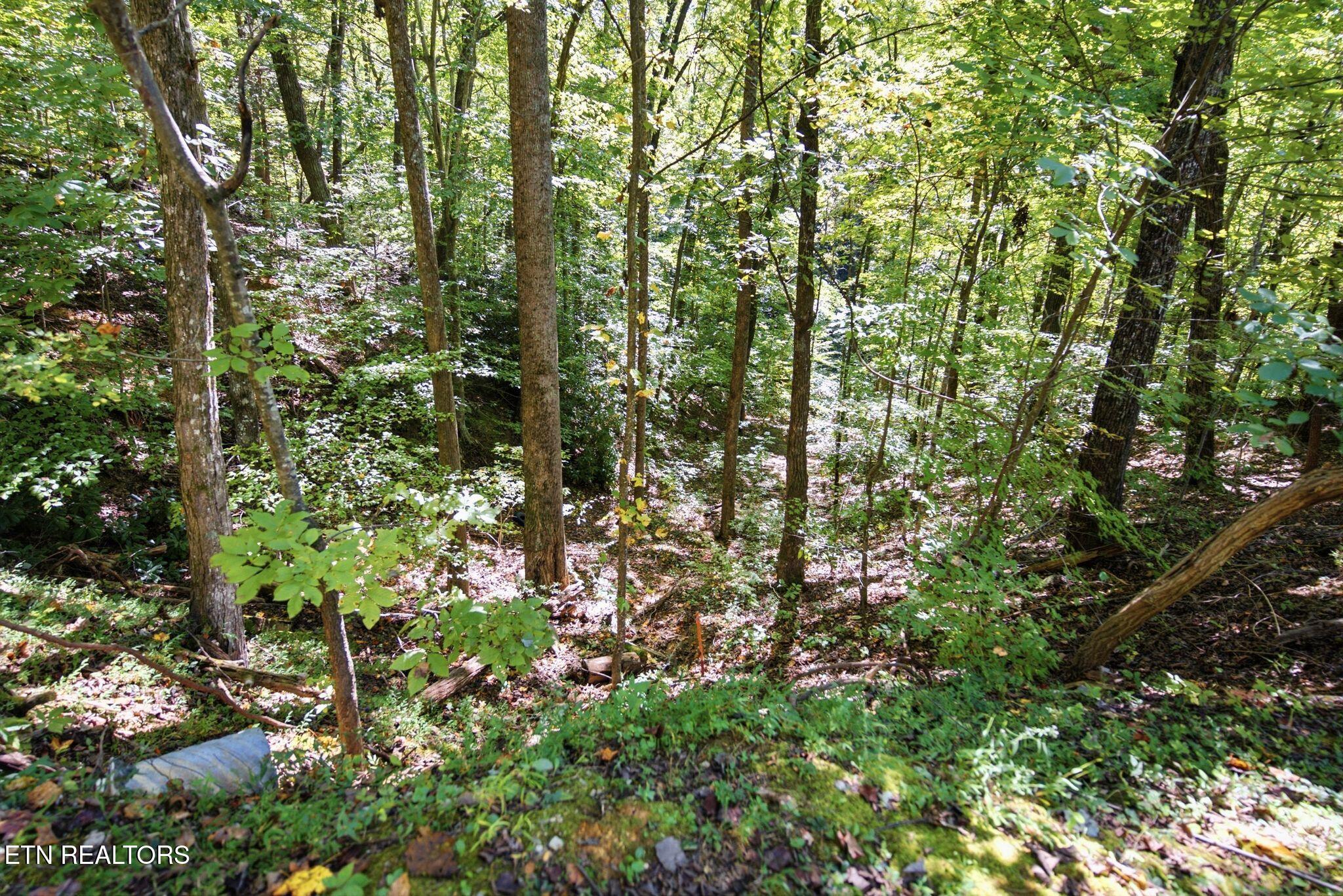 Wooded lot with mature trees, dense undergrowth, and sloping ground.