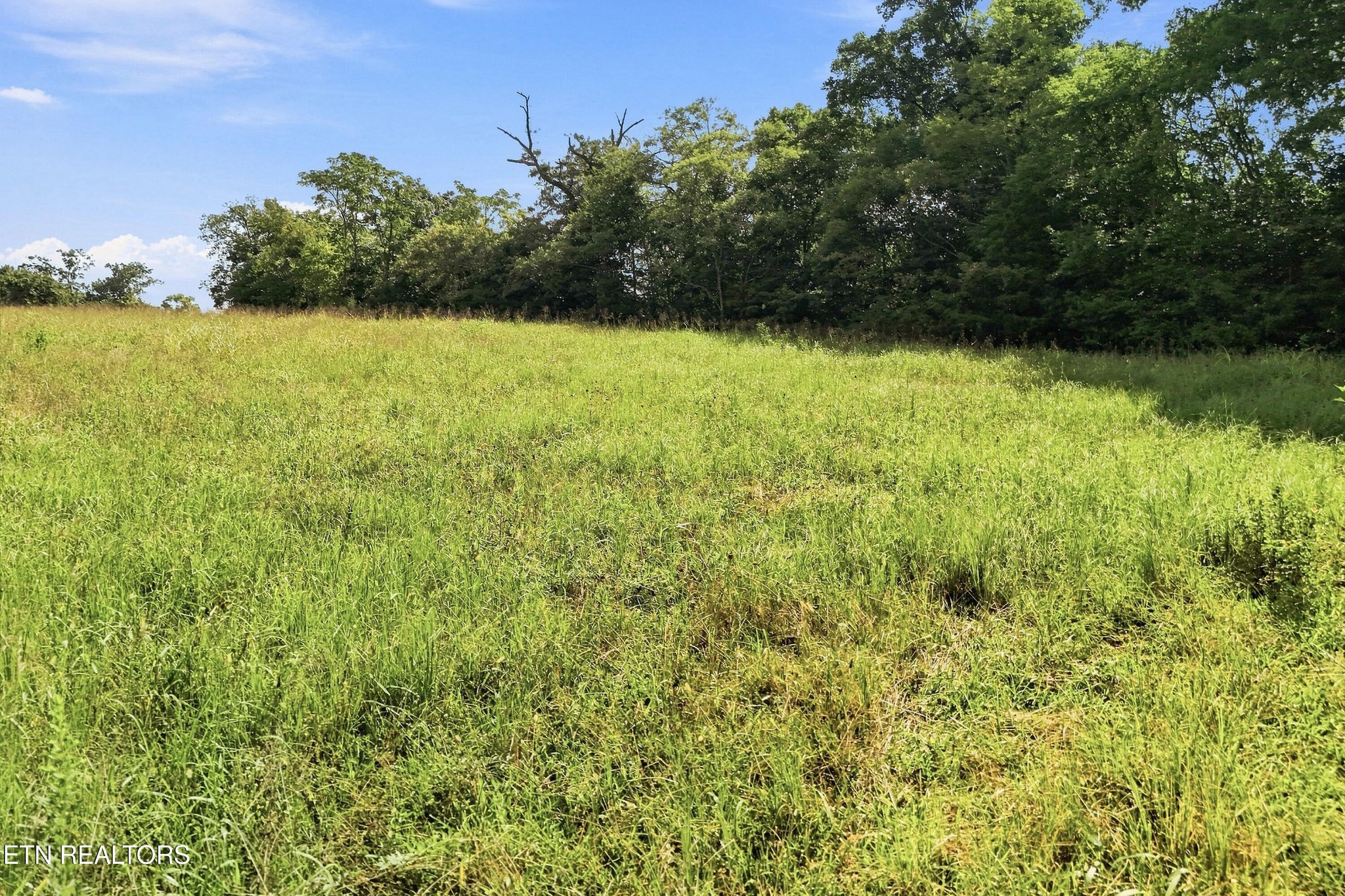 Grassy vacant lot bordered by a dense tree line.