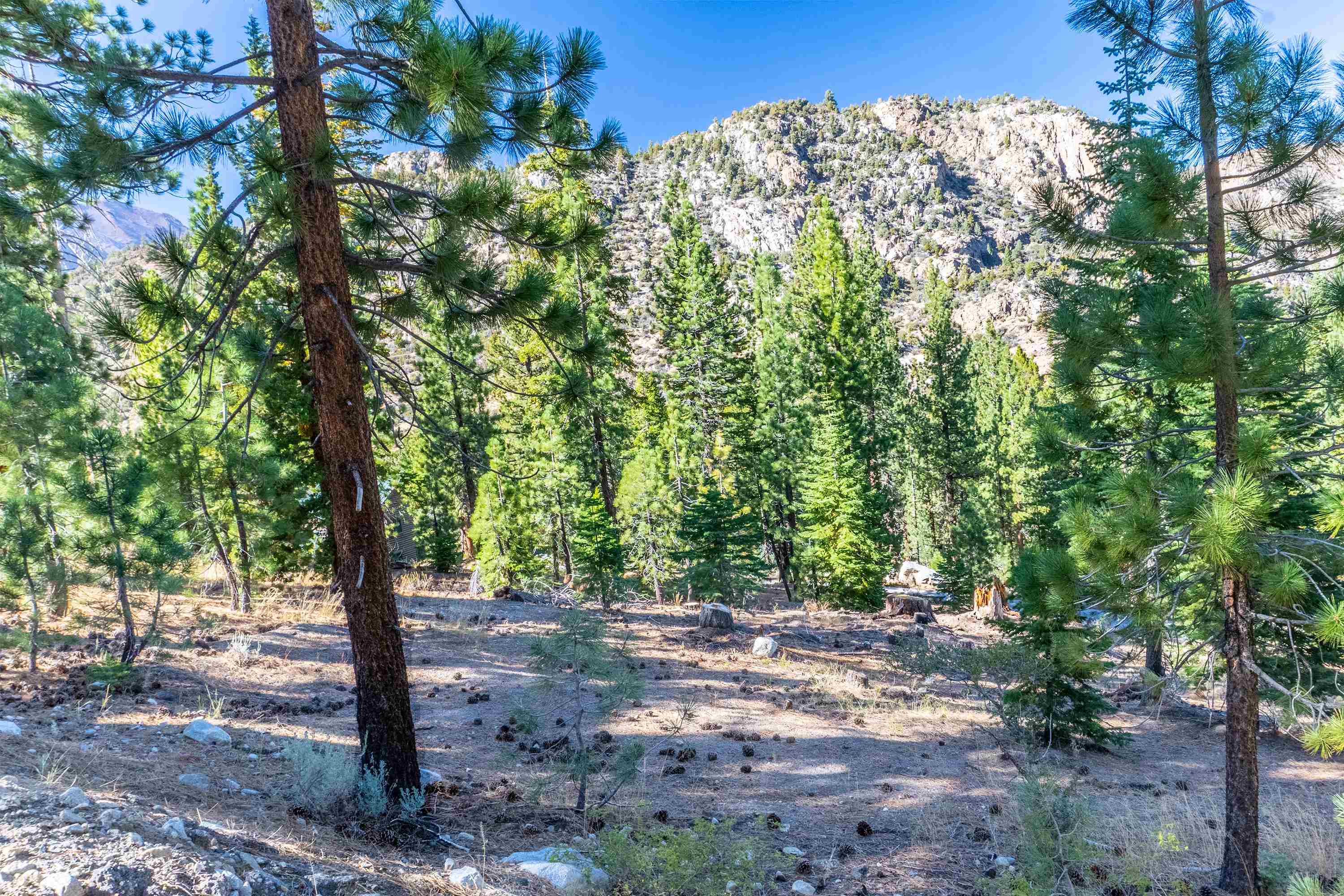 Wooded vacant lot with mature pines and a rugged mountain in the background.