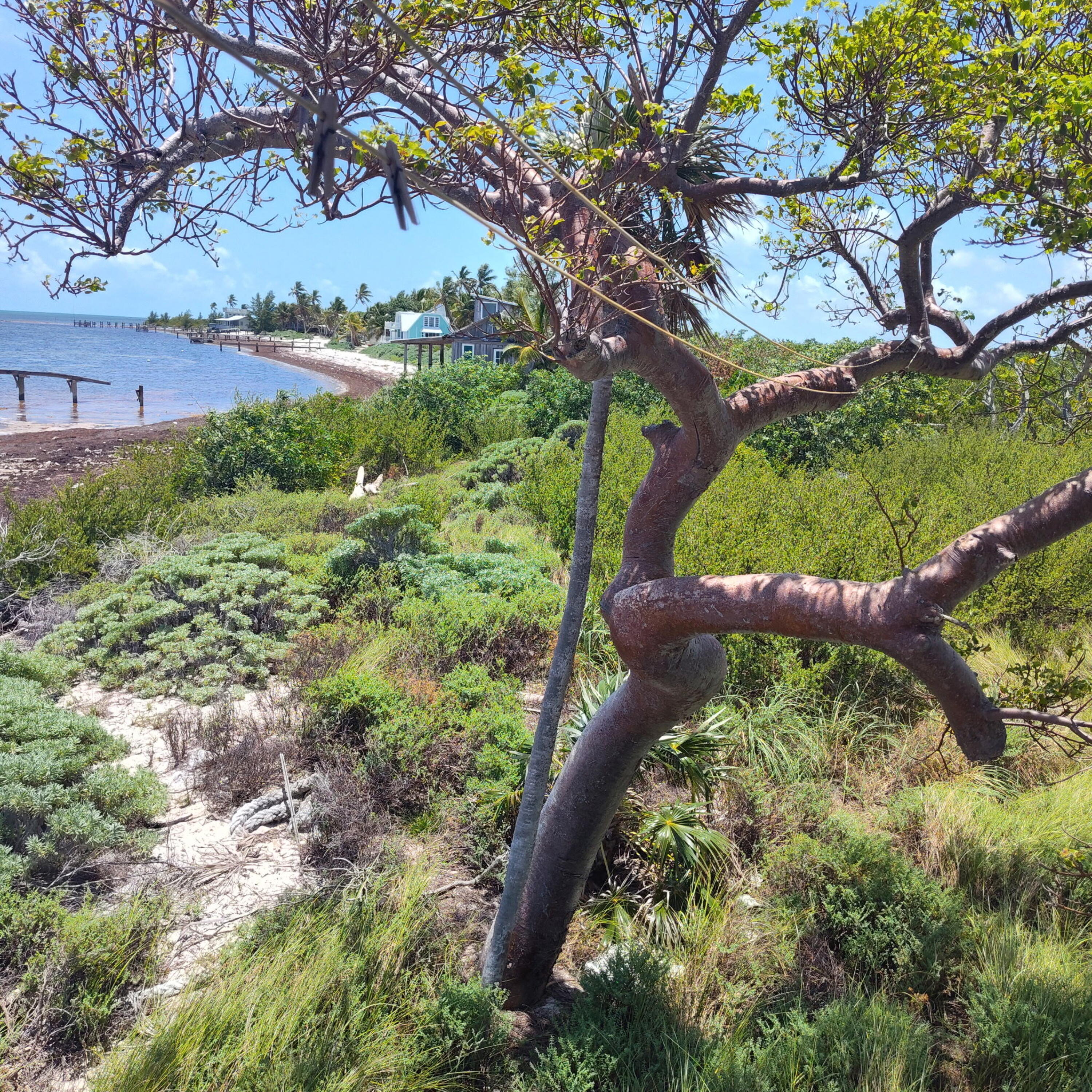 1W & 2W Cooks Island