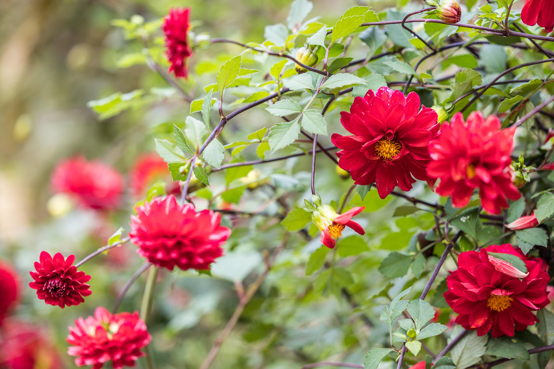 45 Haynes Avenue, Falmouth