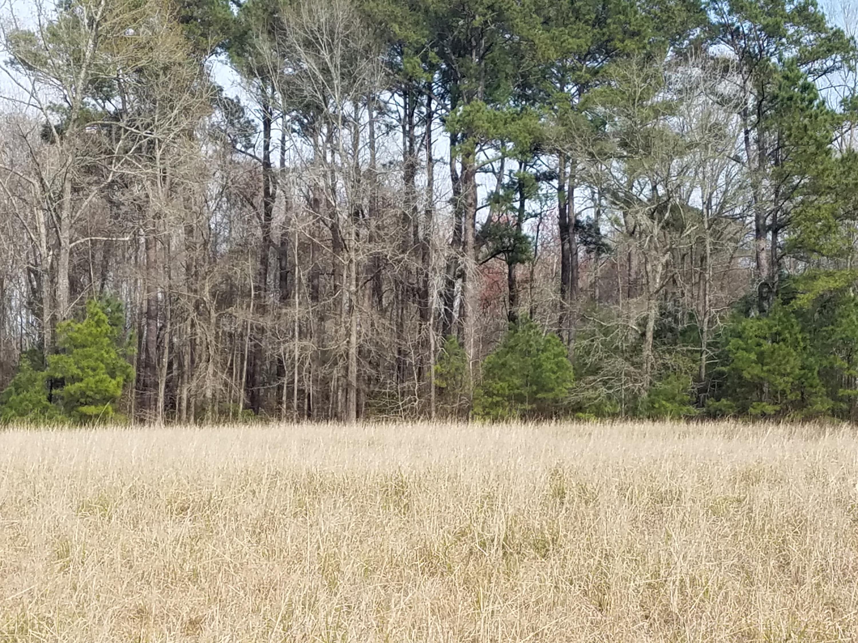 1 Leaning Oak Lane