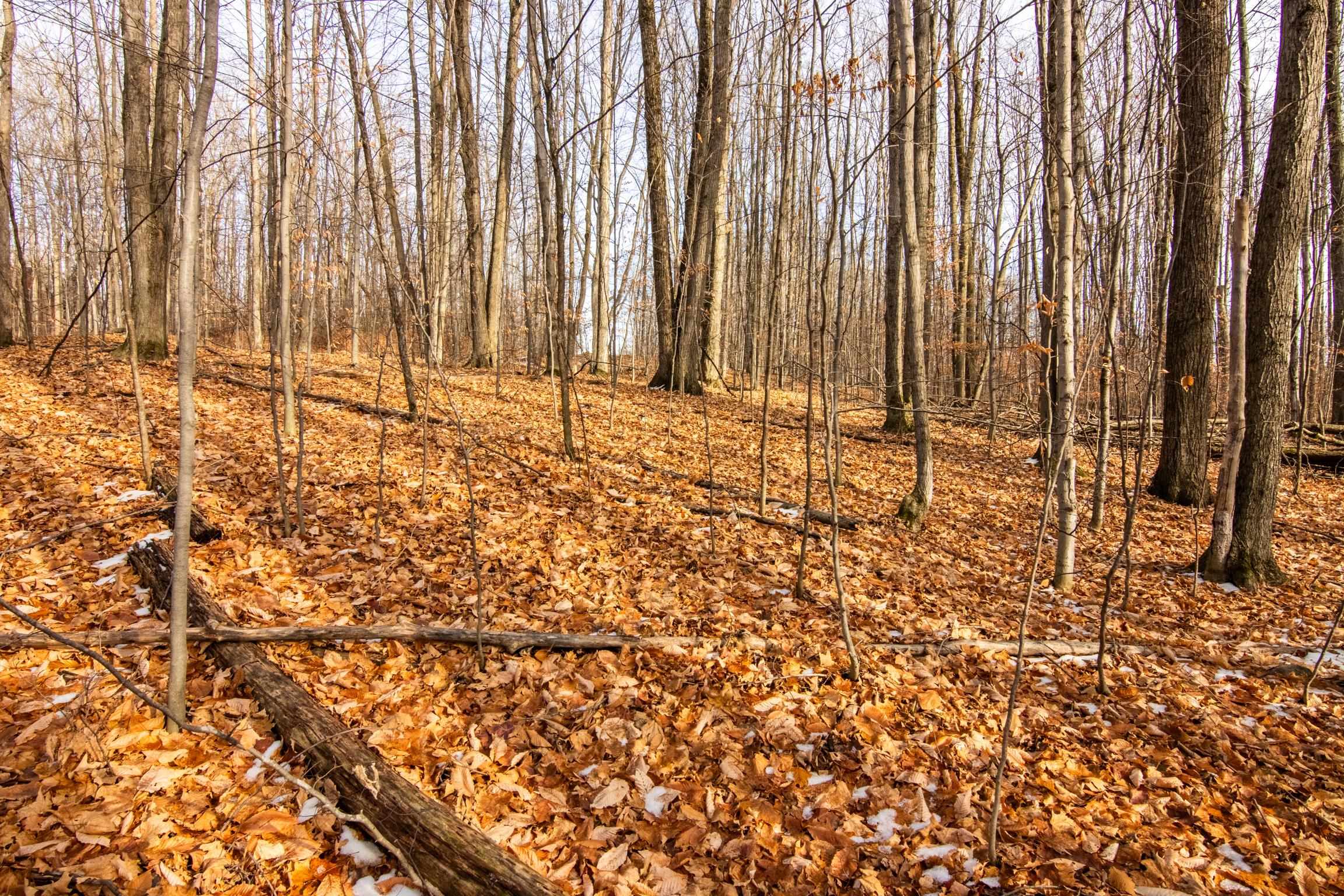 158 Forest Highlands