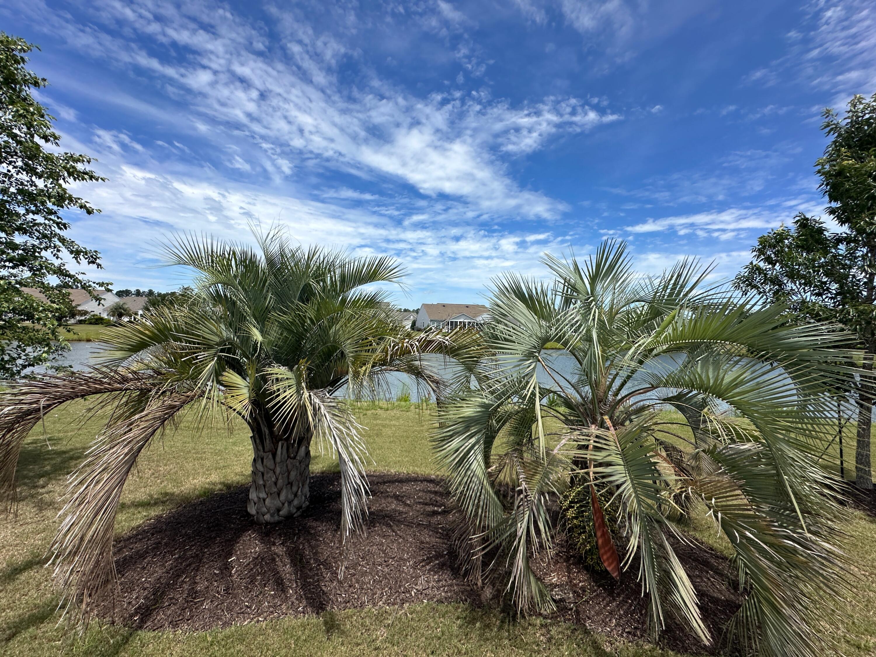 310 Waterlily Way