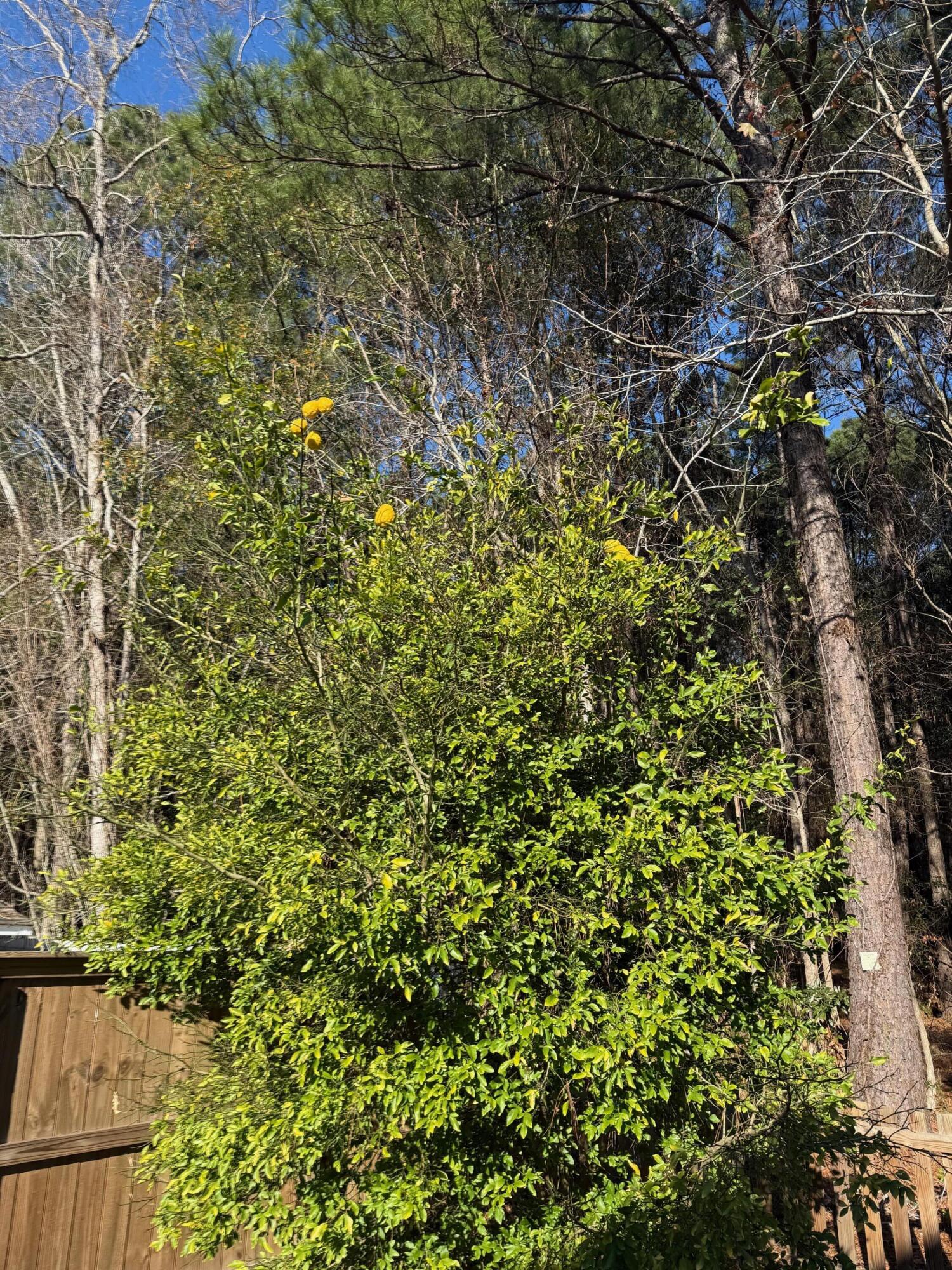1156 Marsh Harbour Lane