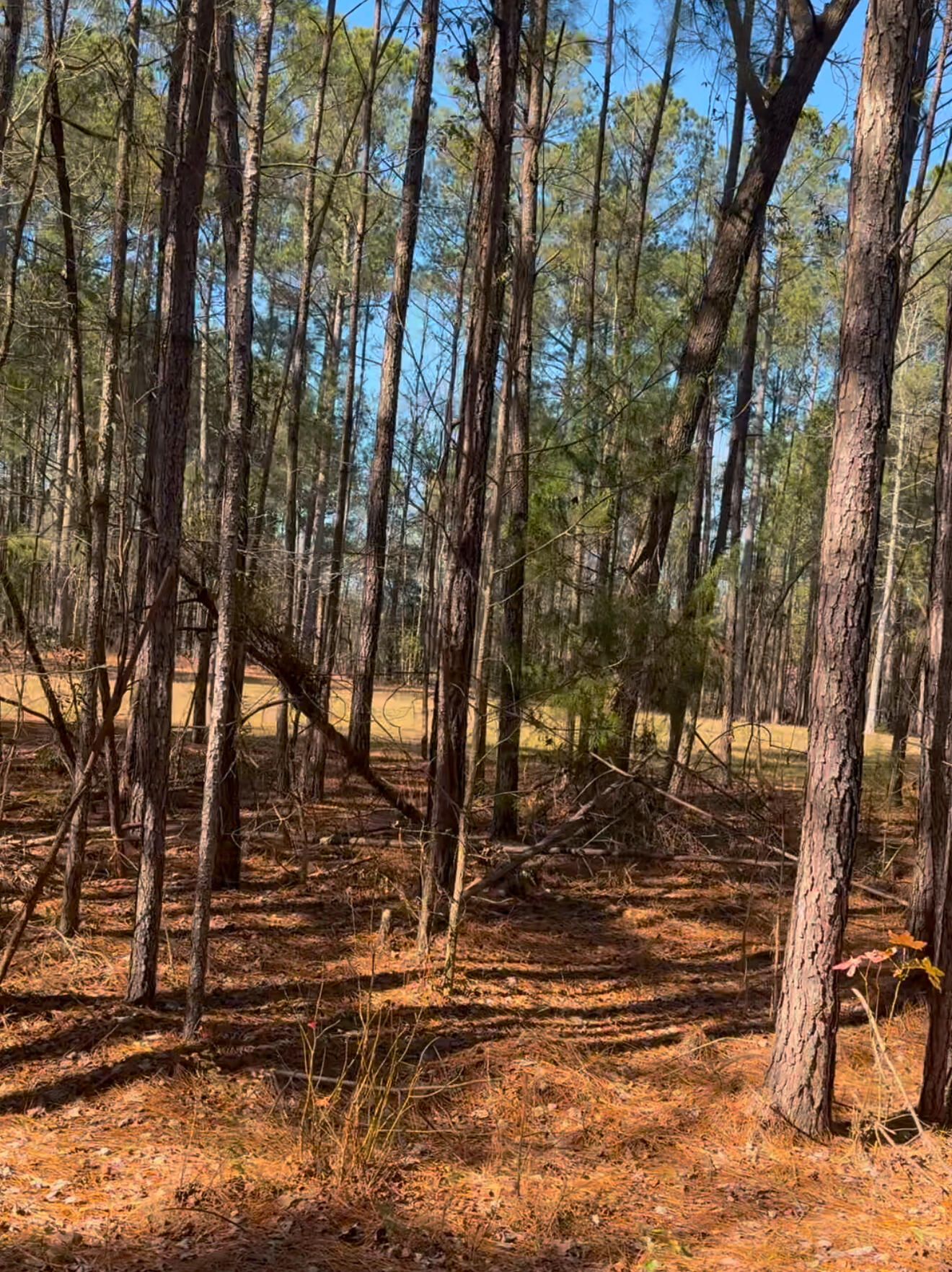 450 River Blf Trail