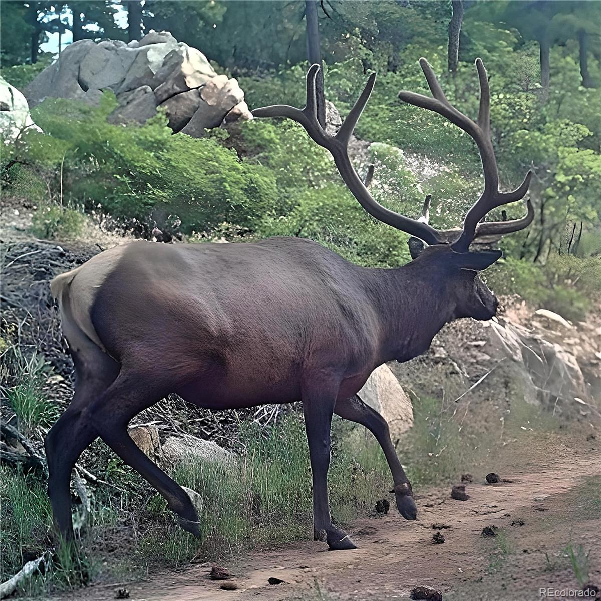 15111 Elk Mountain Trail