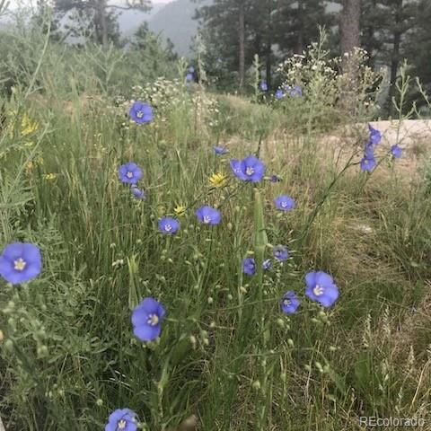 15111 Elk Mountain Trail