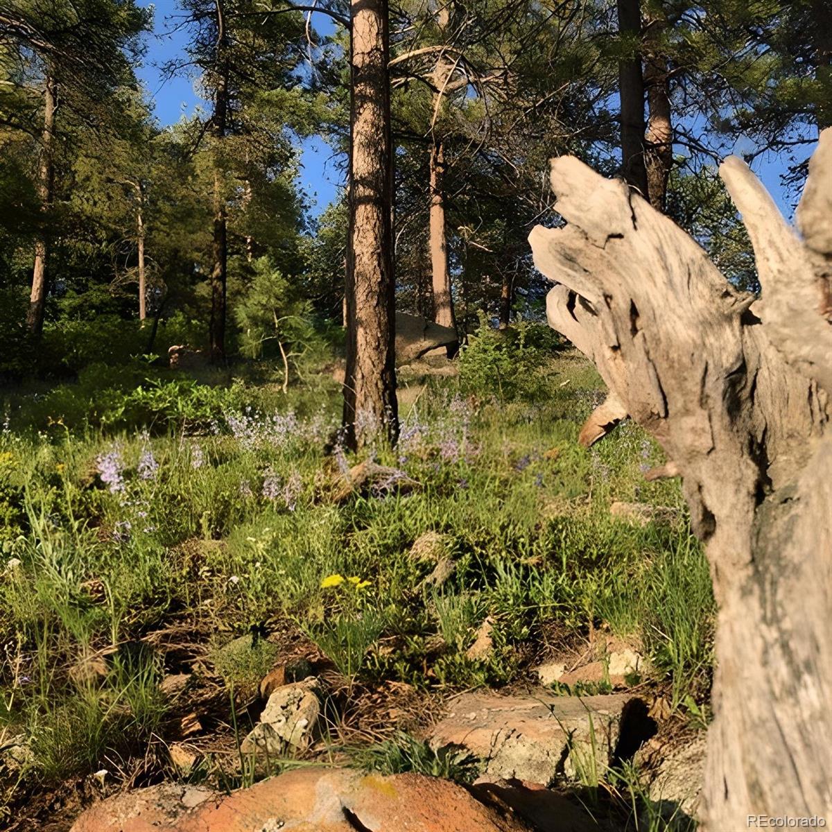 15111 Elk Mountain Trail