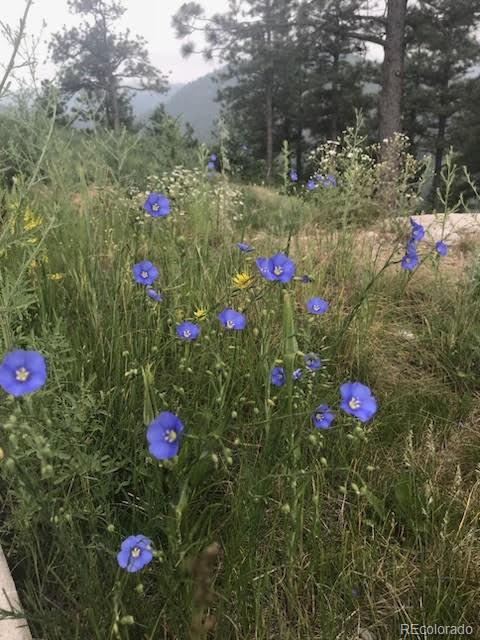 15111 Elk Mountain Trail