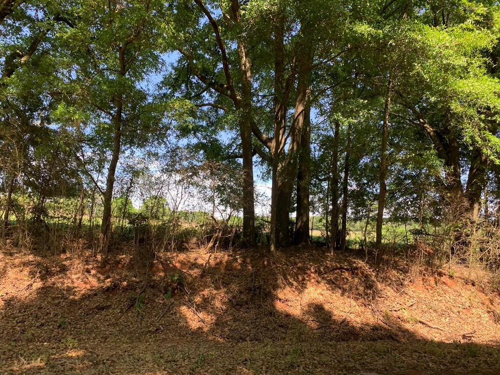 Lot 20 County Road 3319