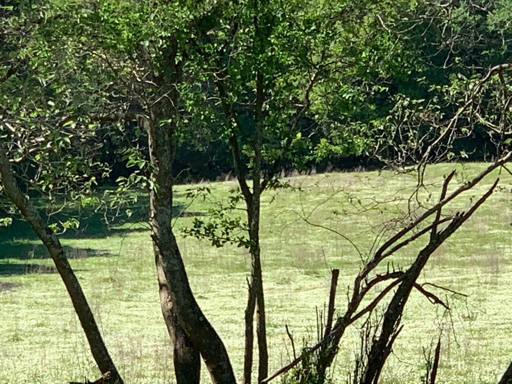 Lot 1 County Road 3319