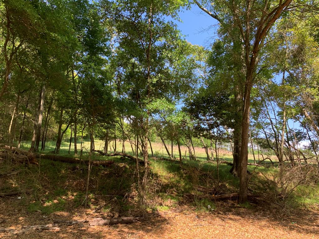 Lot 1 County Road 3319