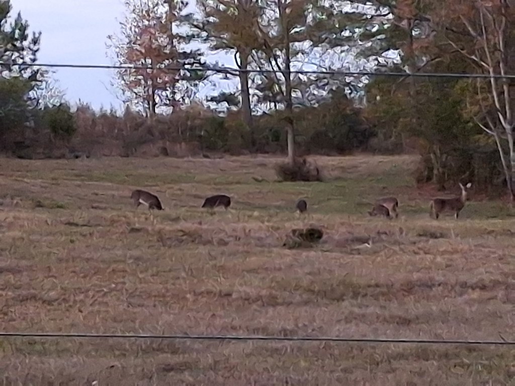 1545 County Road 2203