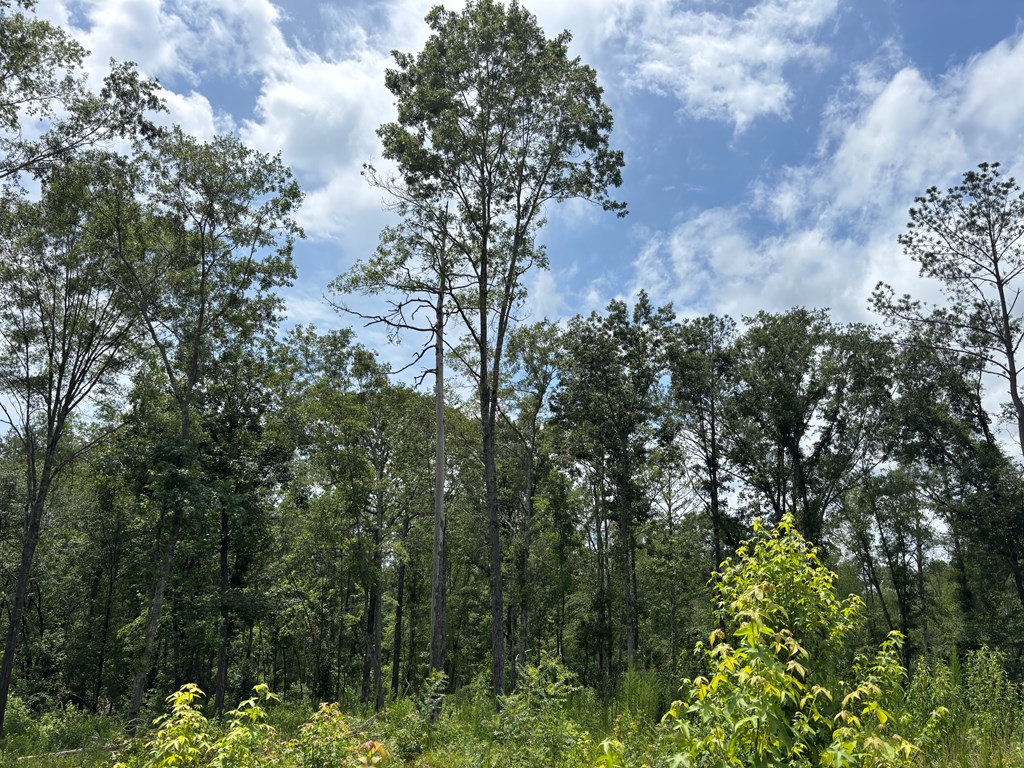 0 County Road 53