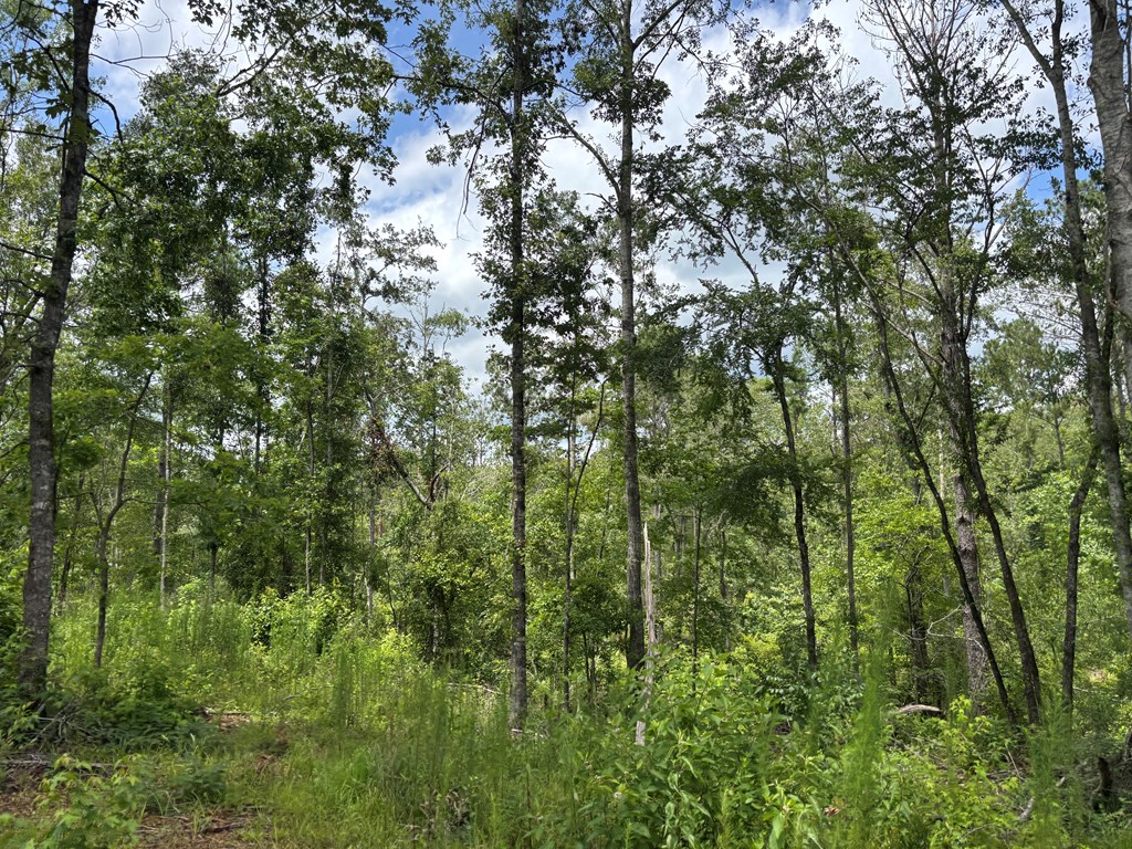 0 County Road 53