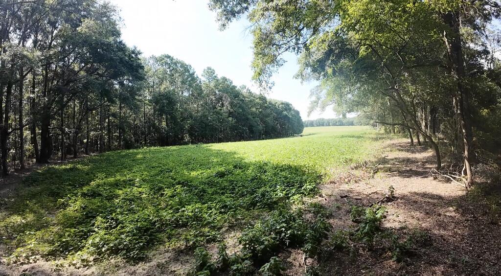Open grassy field bordered by mature trees and woodland.